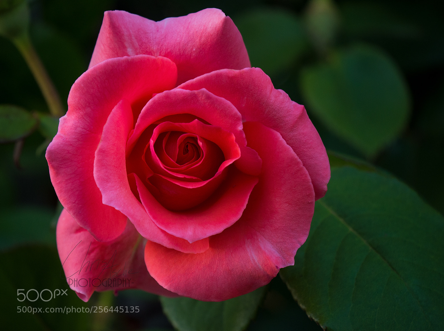 Panasonic Lumix DMC-G7 sample photo. The rose photography