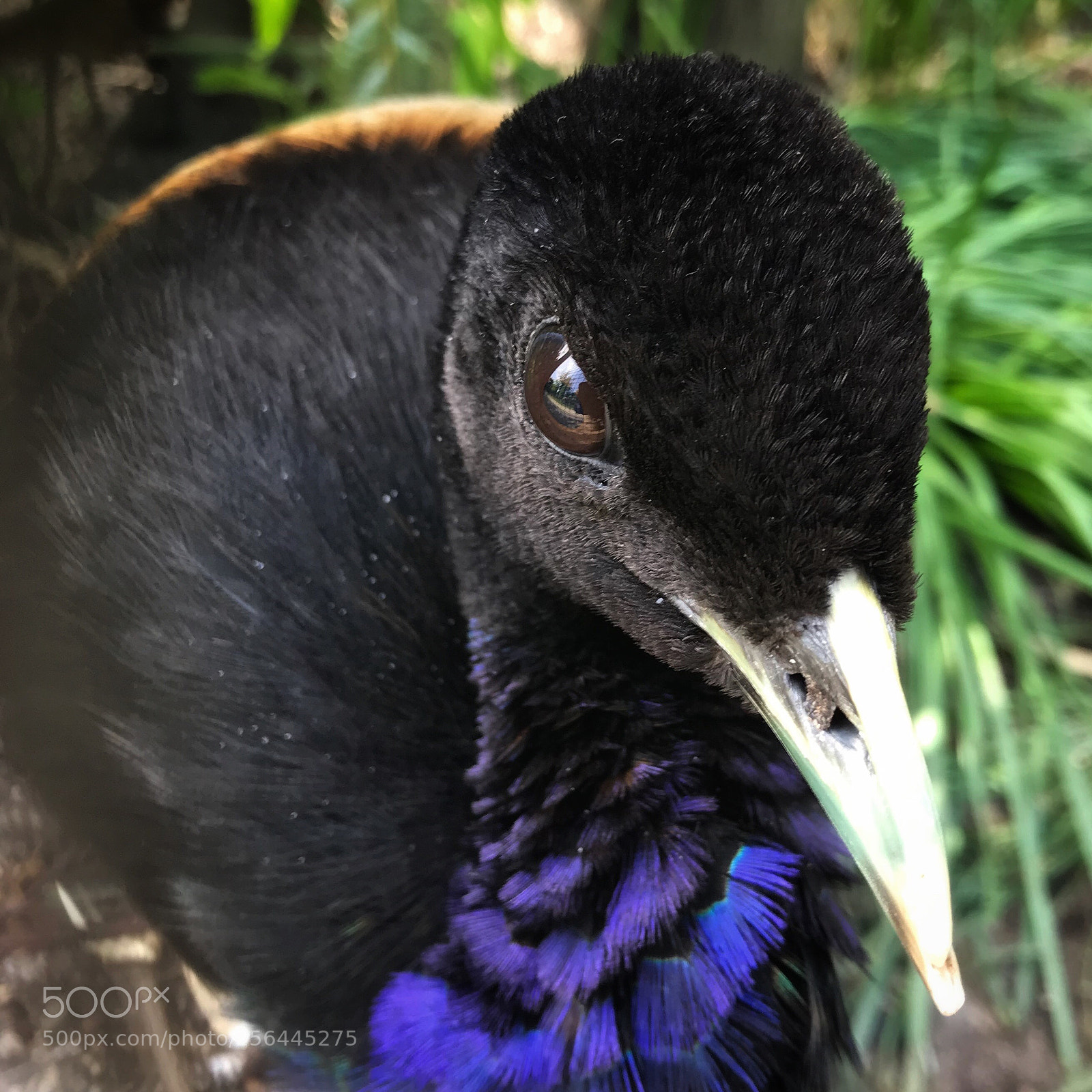 Apple iPhone 7 sample photo. Grey-winged trumpeter photography