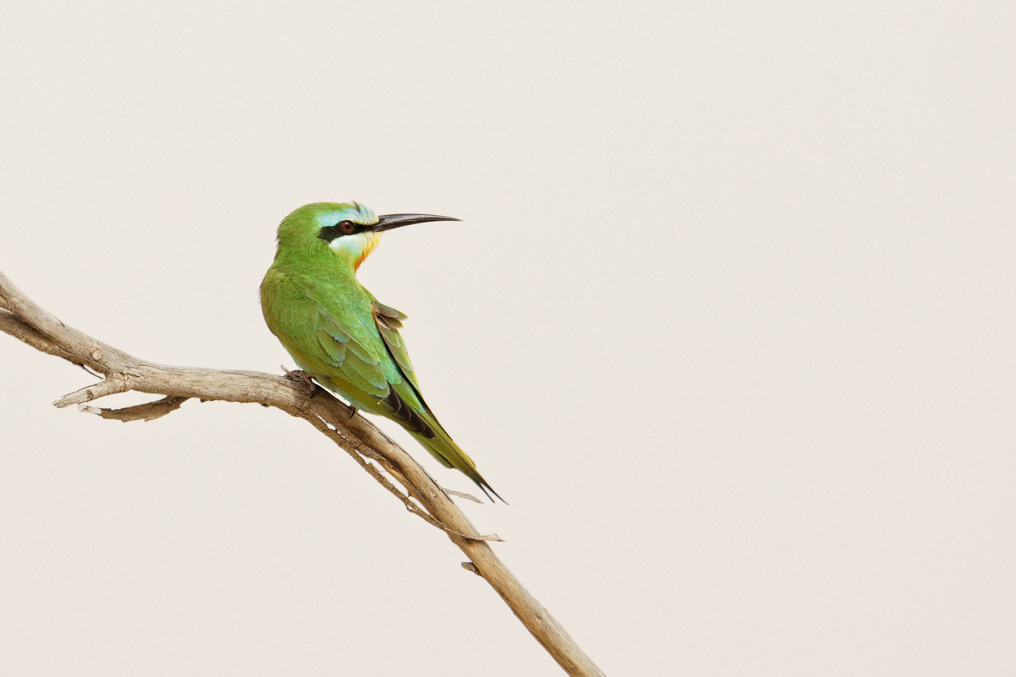 Canon EOS 5D Mark IV sample photo. Birdwatching: bee eater ii. photography