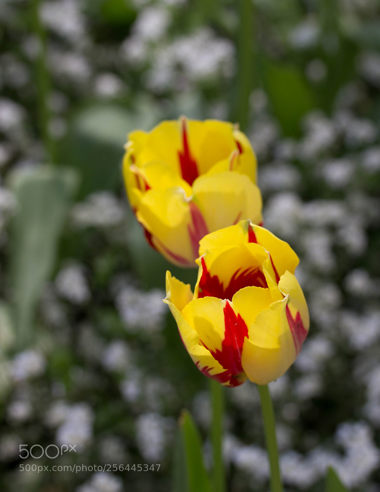 Canon EOS 1200D (EOS Rebel T5 / EOS Kiss X70 / EOS Hi) sample photo. Victoria embankment gardens, london photography