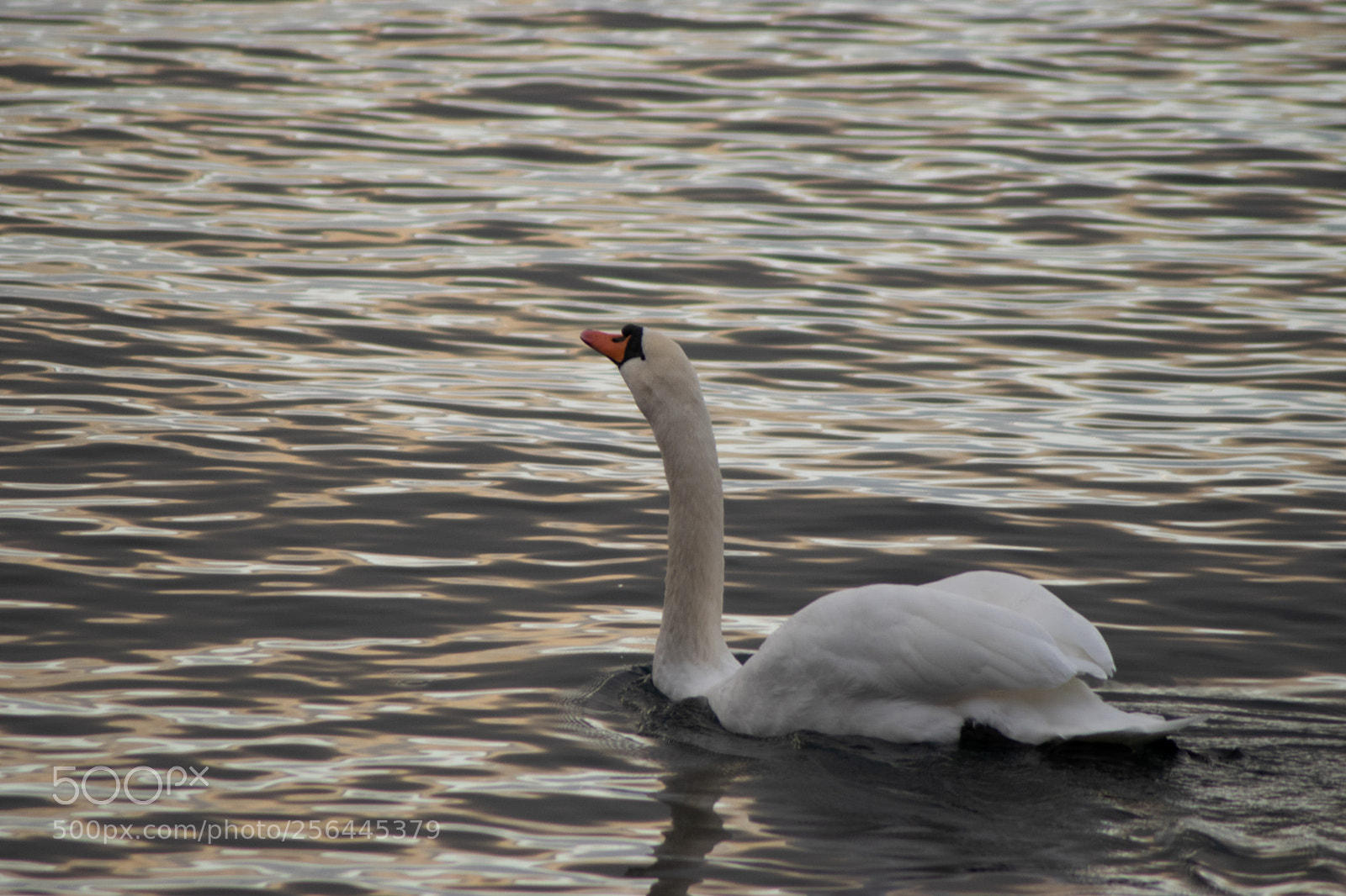 Nikon D3300 sample photo. Swan photography