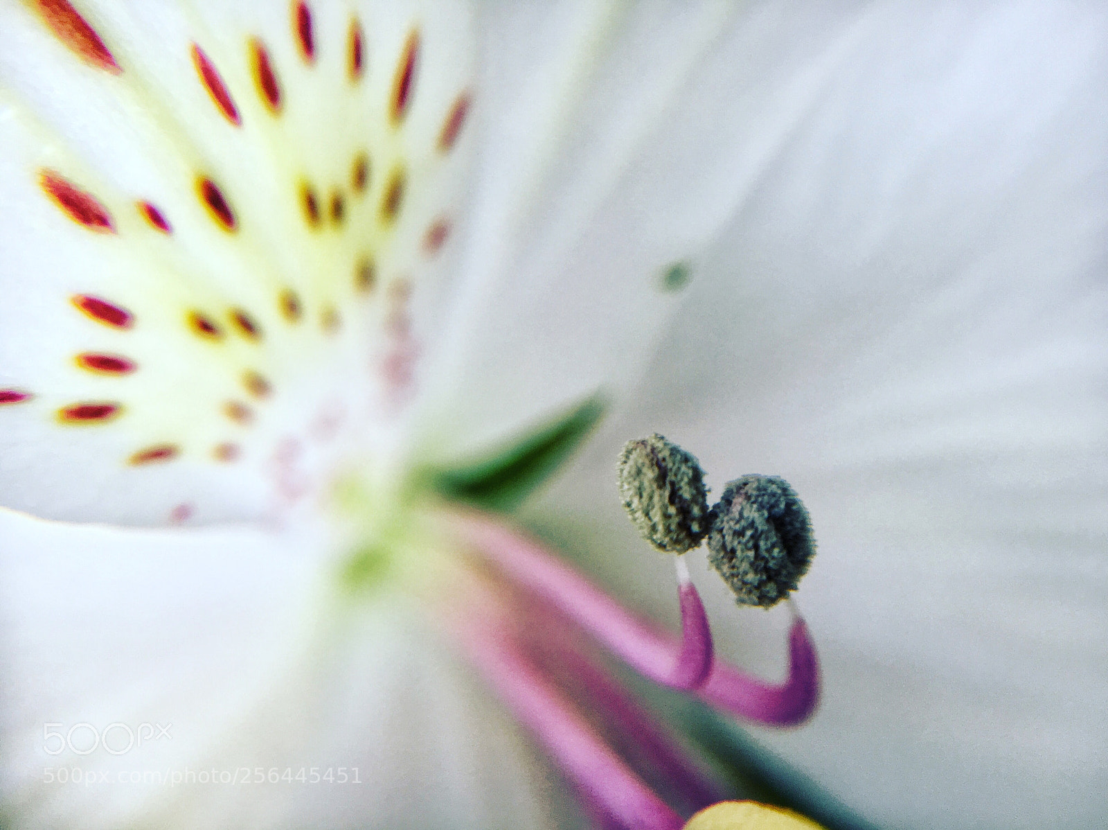 Apple iPhone 6s sample photo. Untitled photography