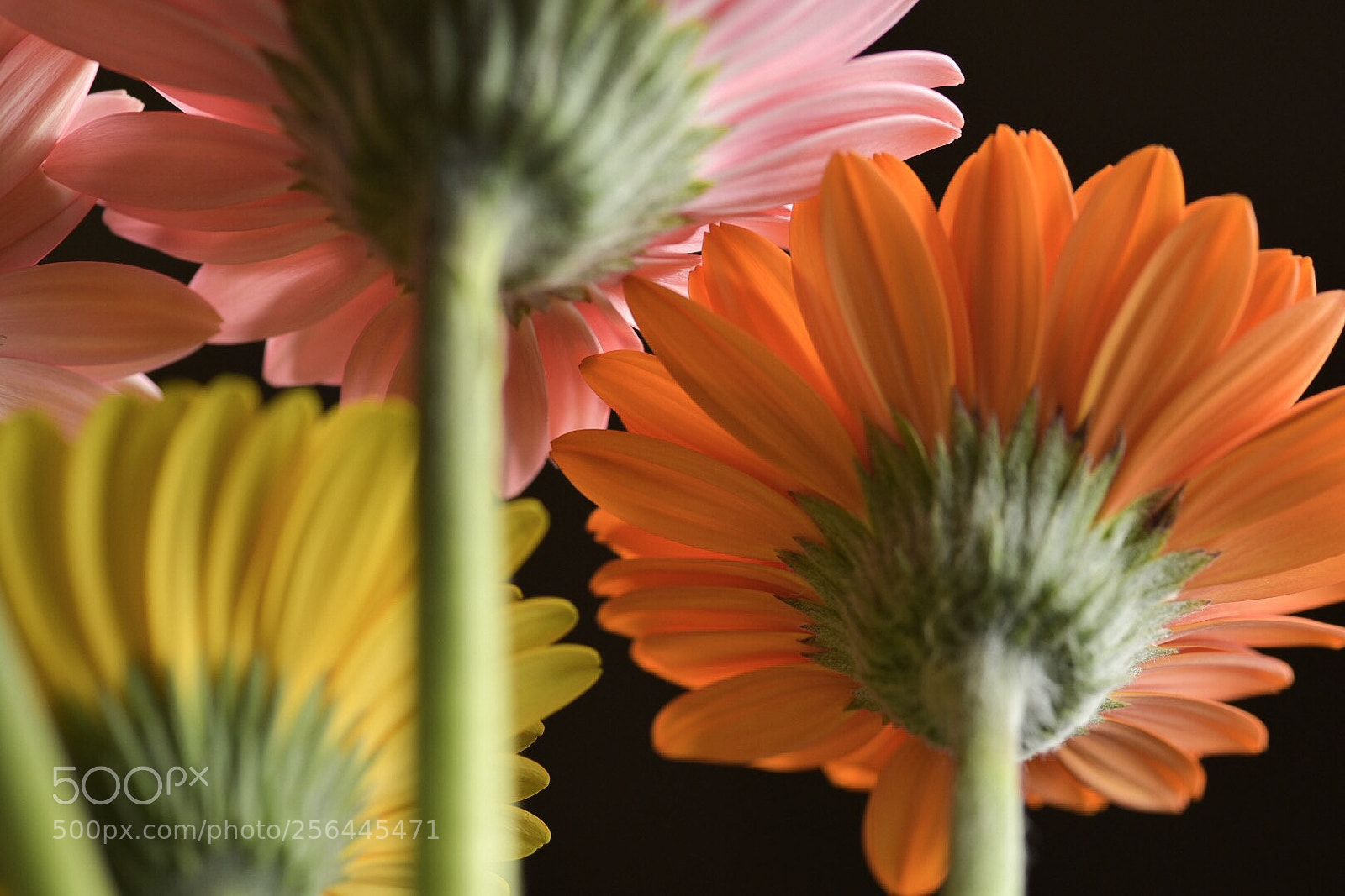 Nikon D750 sample photo. Neck photography