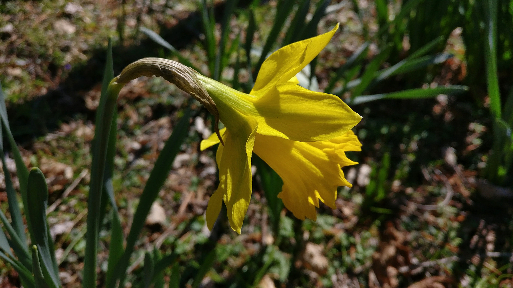 OnePlus A3000 sample photo. Daffodil photography