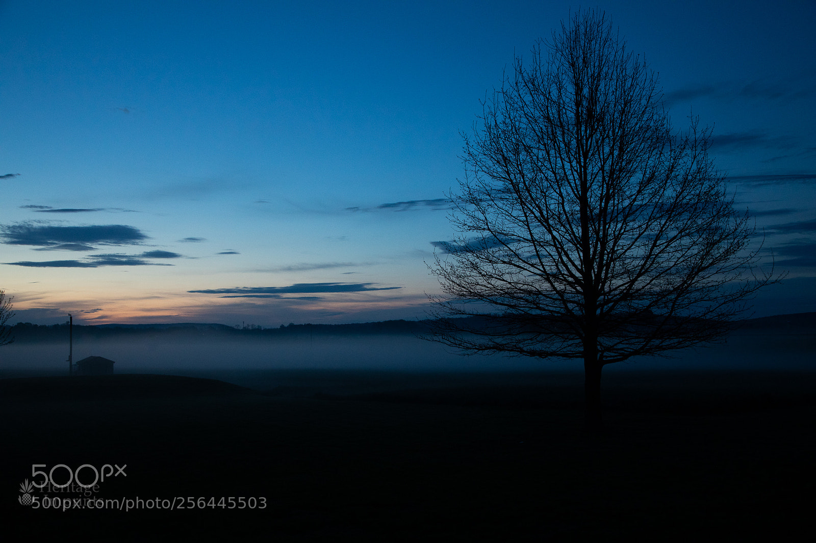 Canon EOS 5D Mark IV sample photo. Tree against morning mist photography