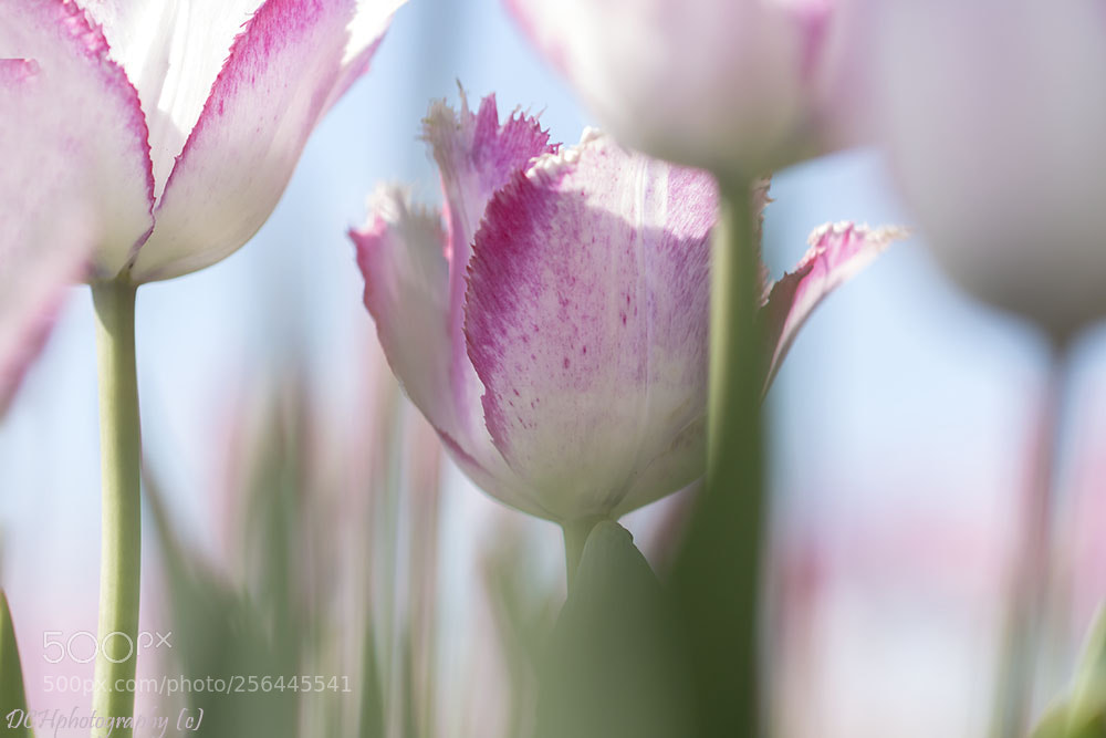 Canon EOS 650D (EOS Rebel T4i / EOS Kiss X6i) sample photo. Tulips from holland photography