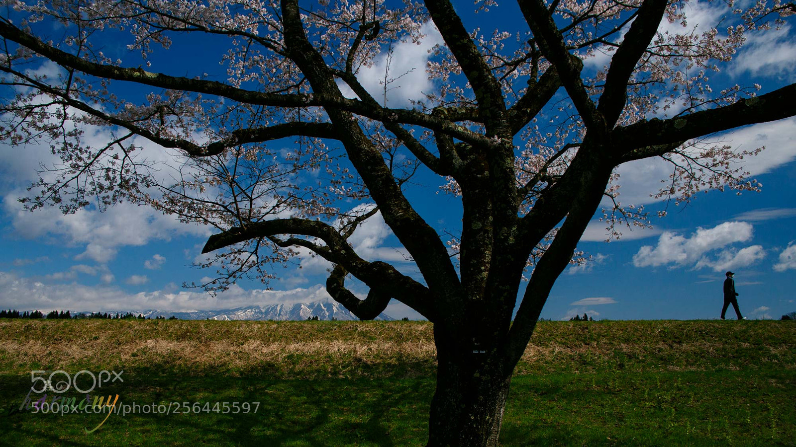 Canon EOS 6D sample photo. Walk along sakura line photography