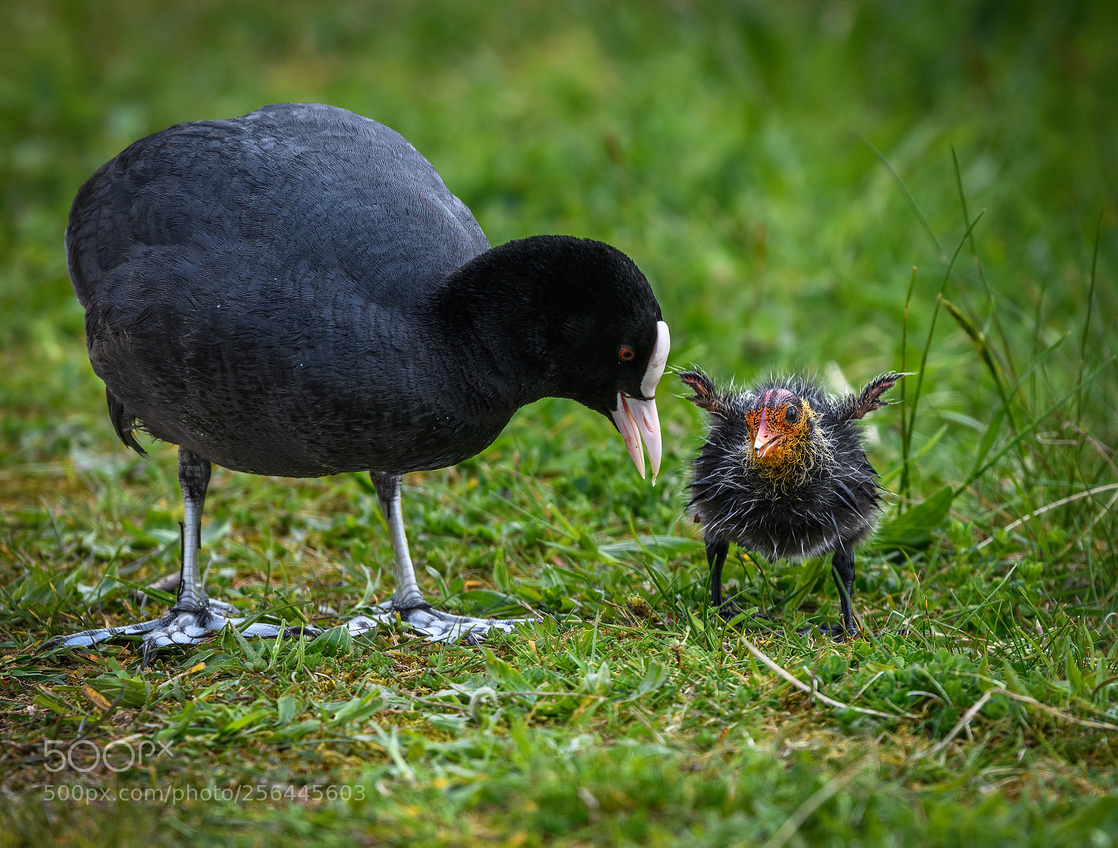 Nikon D850 sample photo. Coot sharing a moment photography