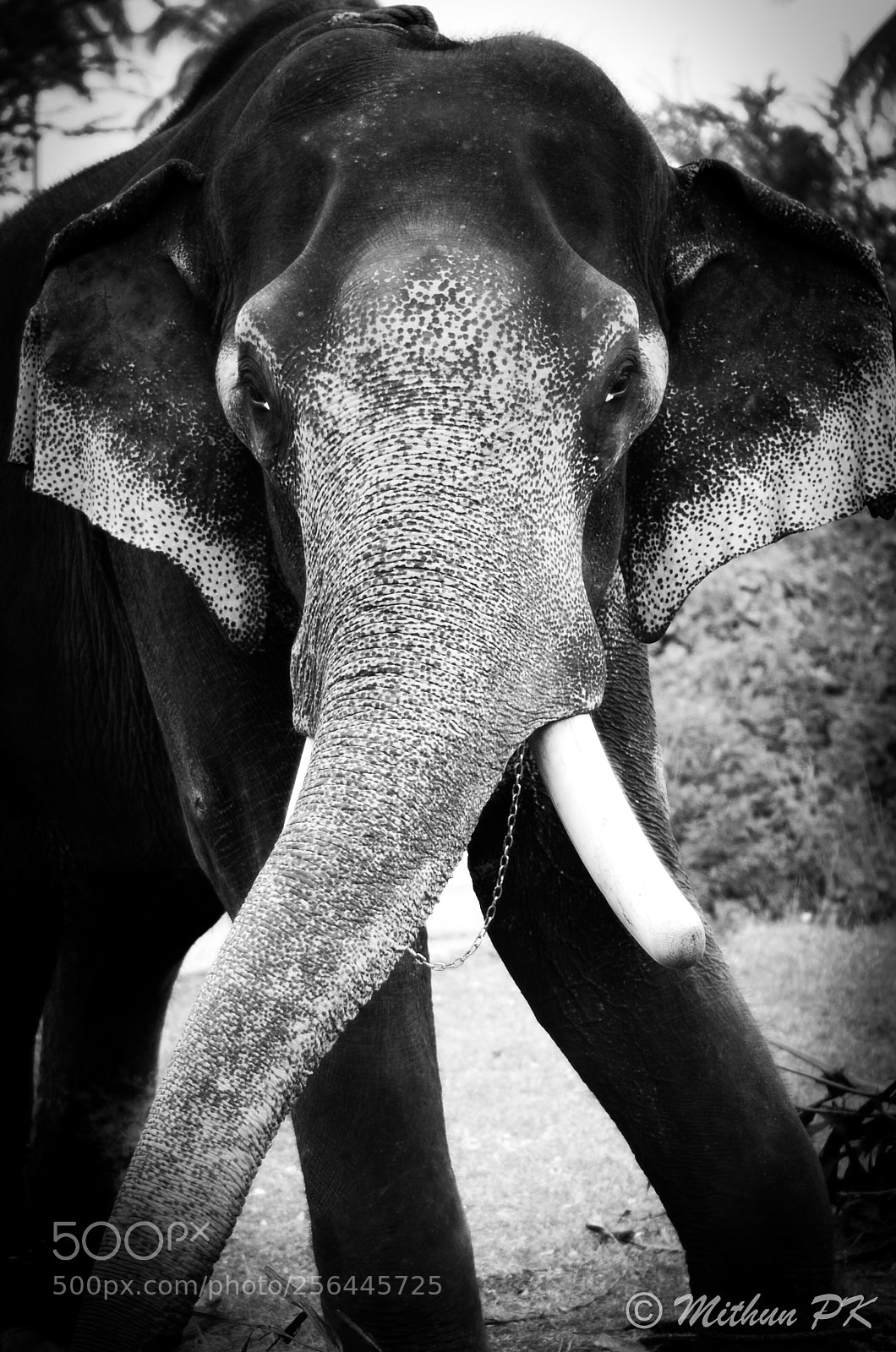 Nikon D7000 sample photo. His majesty- photography