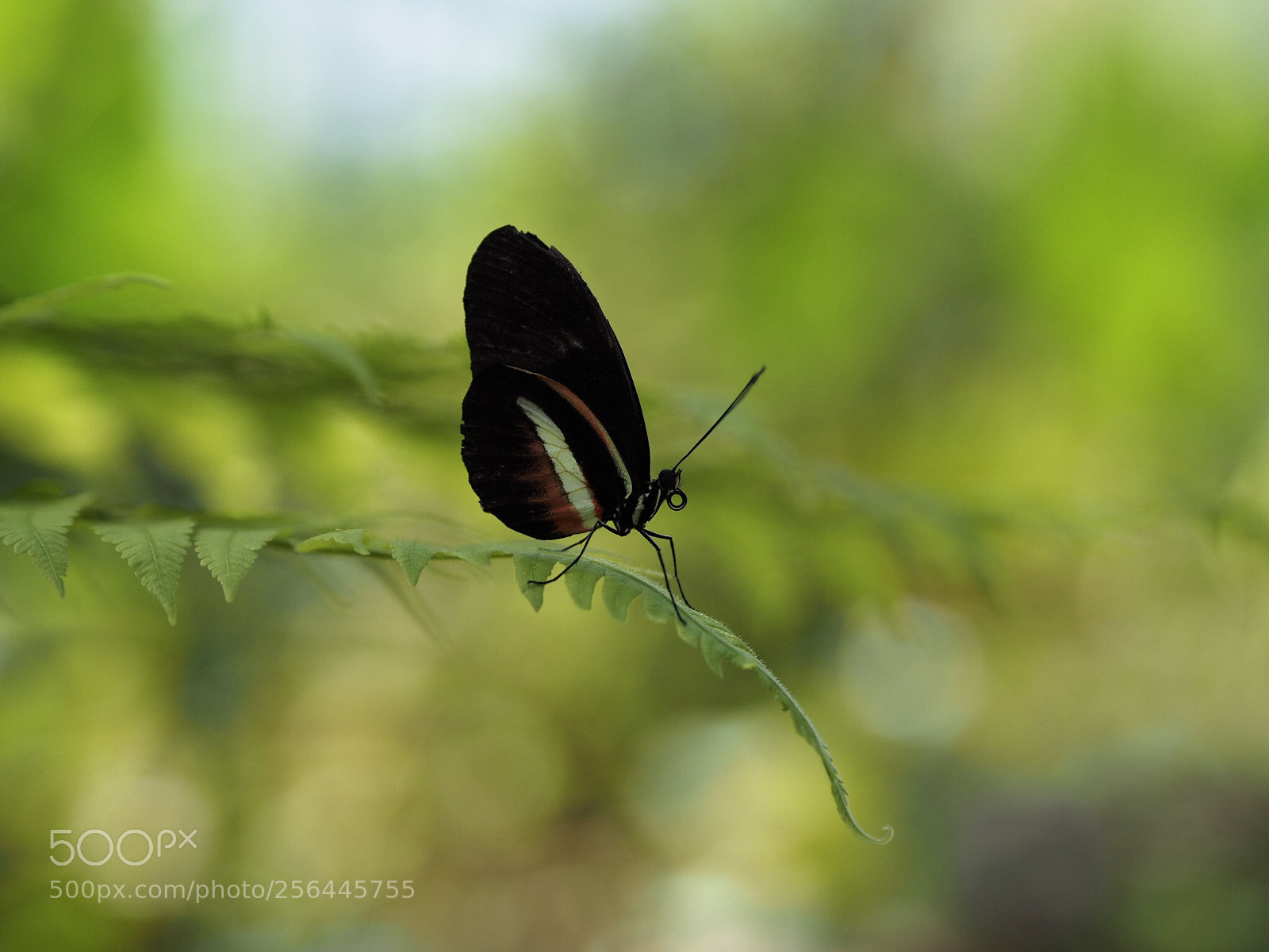 Olympus OM-D E-M10 II sample photo. Resting butterfly photography