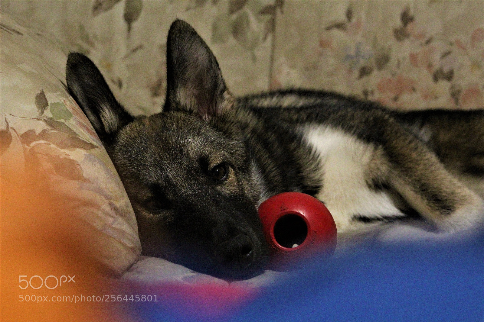Canon EOS 1300D (EOS Rebel T6 / EOS Kiss X80) sample photo. Fraska photography