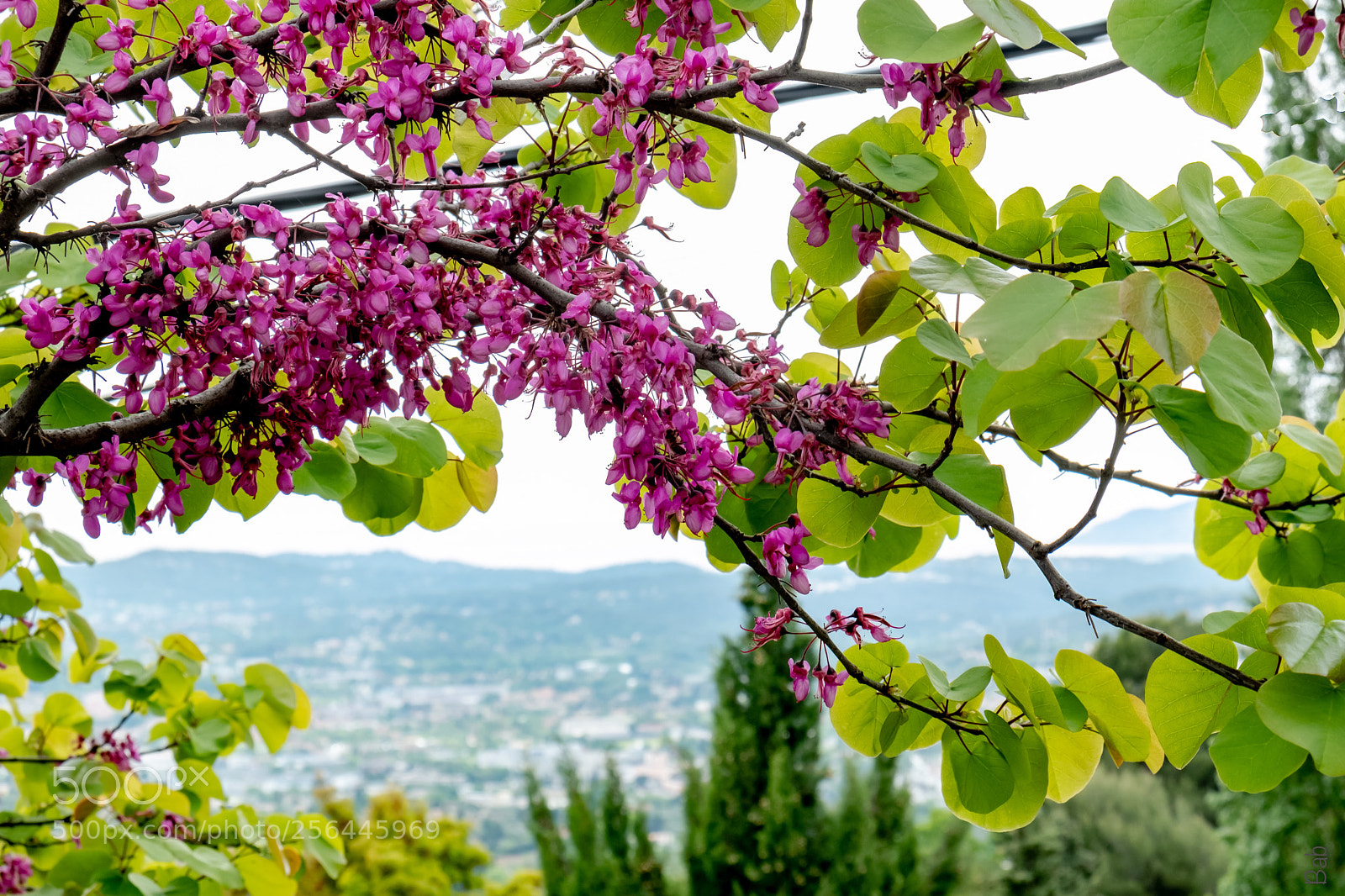 Fujifilm X-T2 sample photo. Printemps  photography
