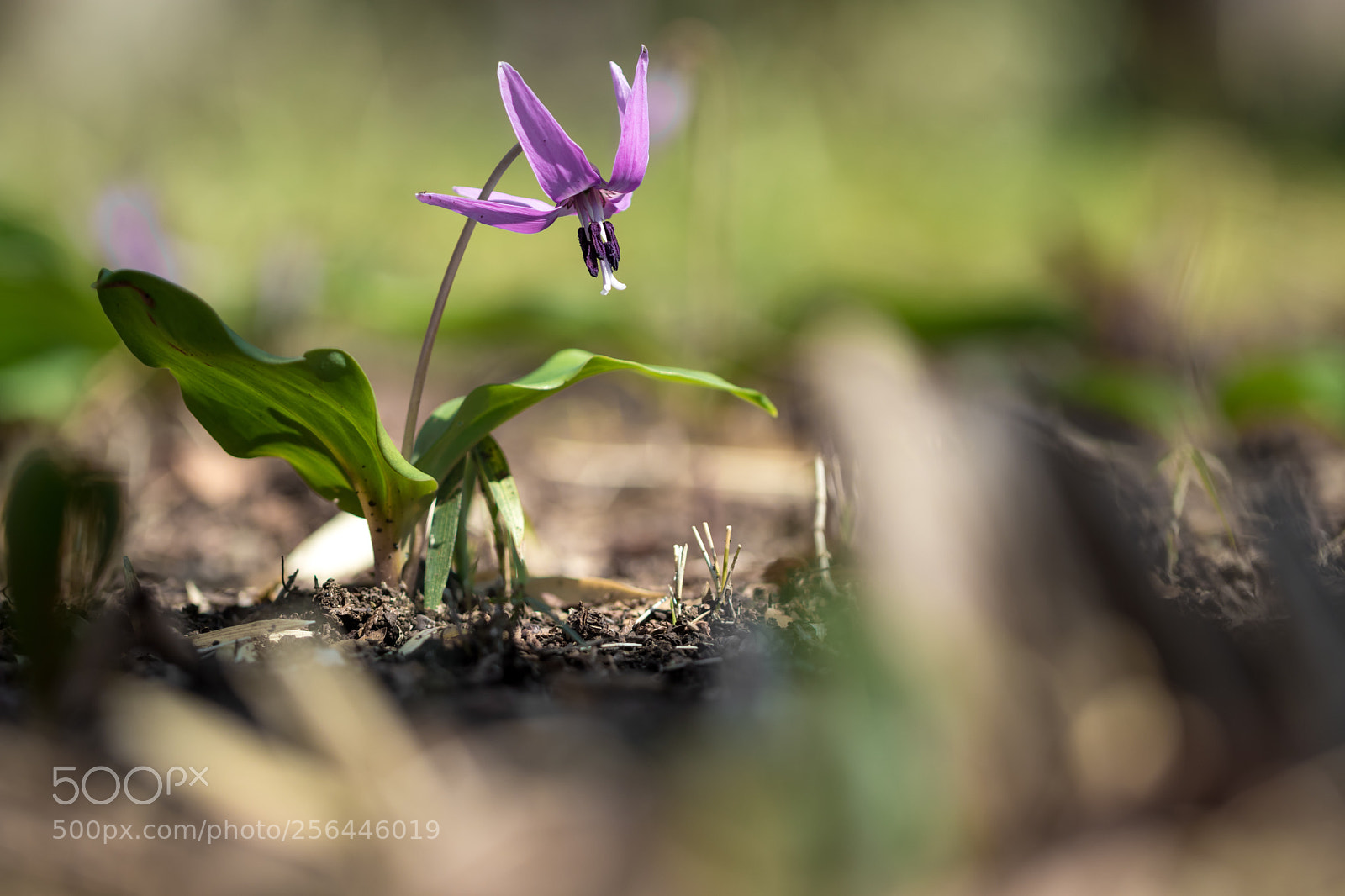 Canon EOS M5 sample photo. Beautiful spring flower photography