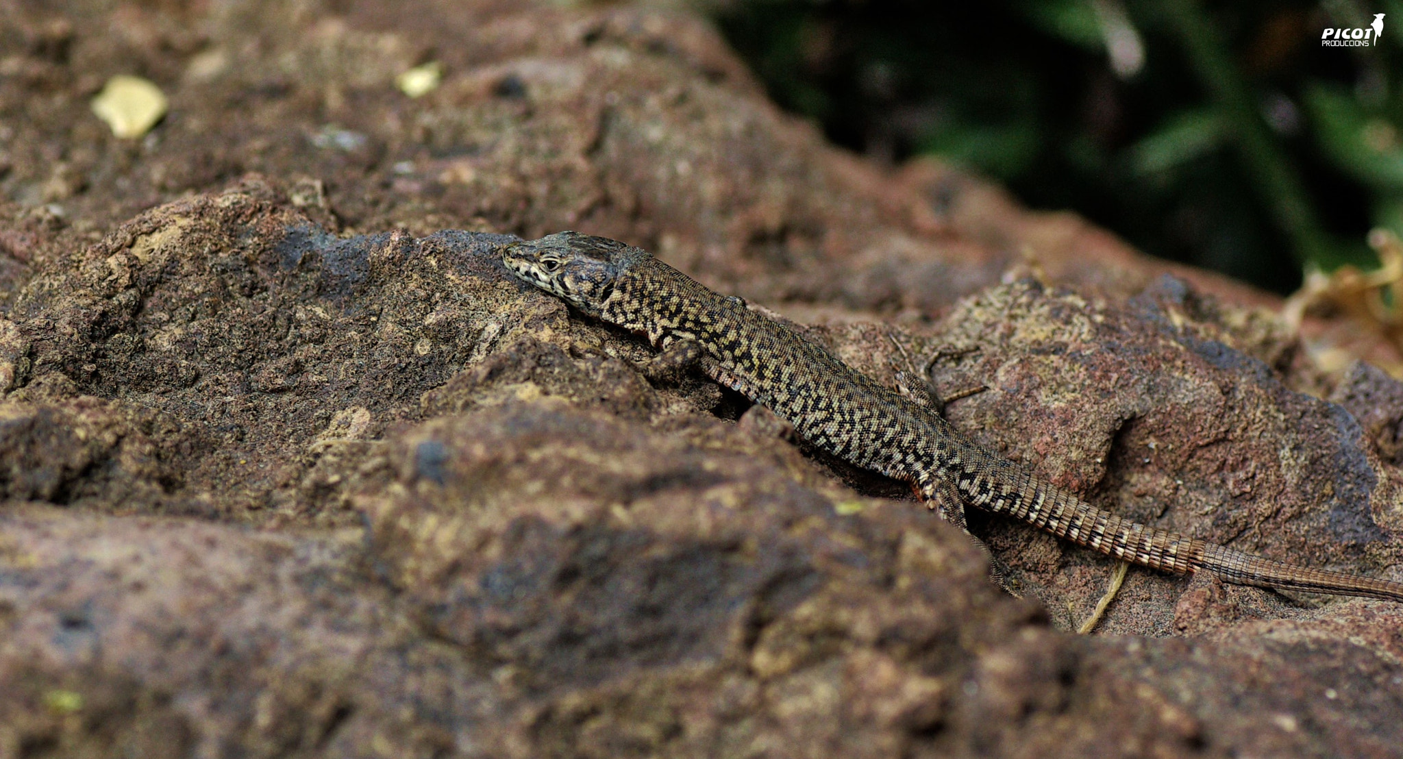 Pentax K10D + Tamron SP AF 90mm F2.8 Di Macro sample photo. Art del camuflatge. photography