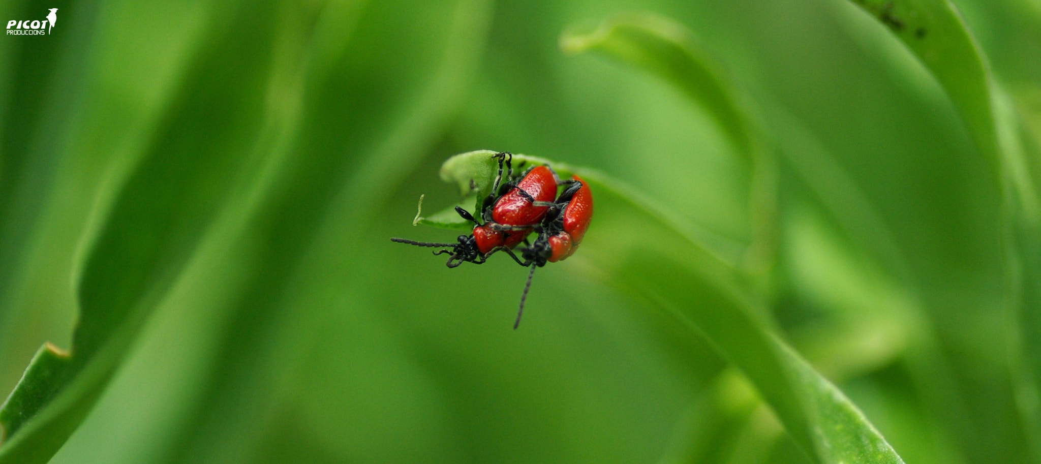 Pentax K10D + Tamron SP AF 90mm F2.8 Di Macro sample photo. Green&red..... photography