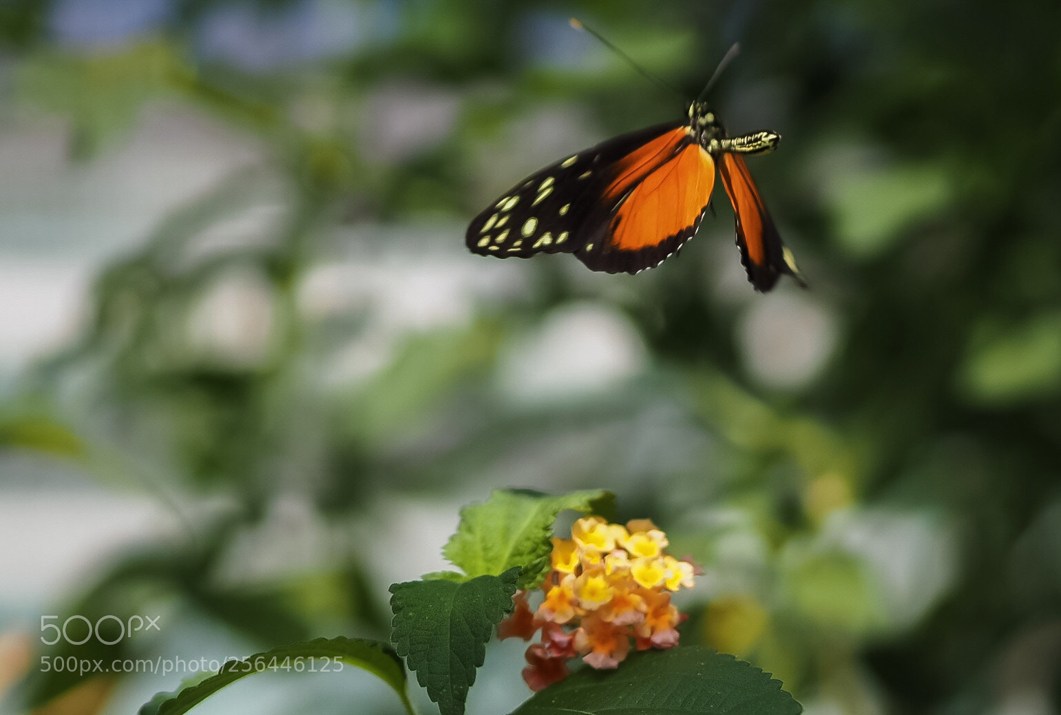 Olympus OM-D E-M10 II sample photo. Butterfly taking off photography