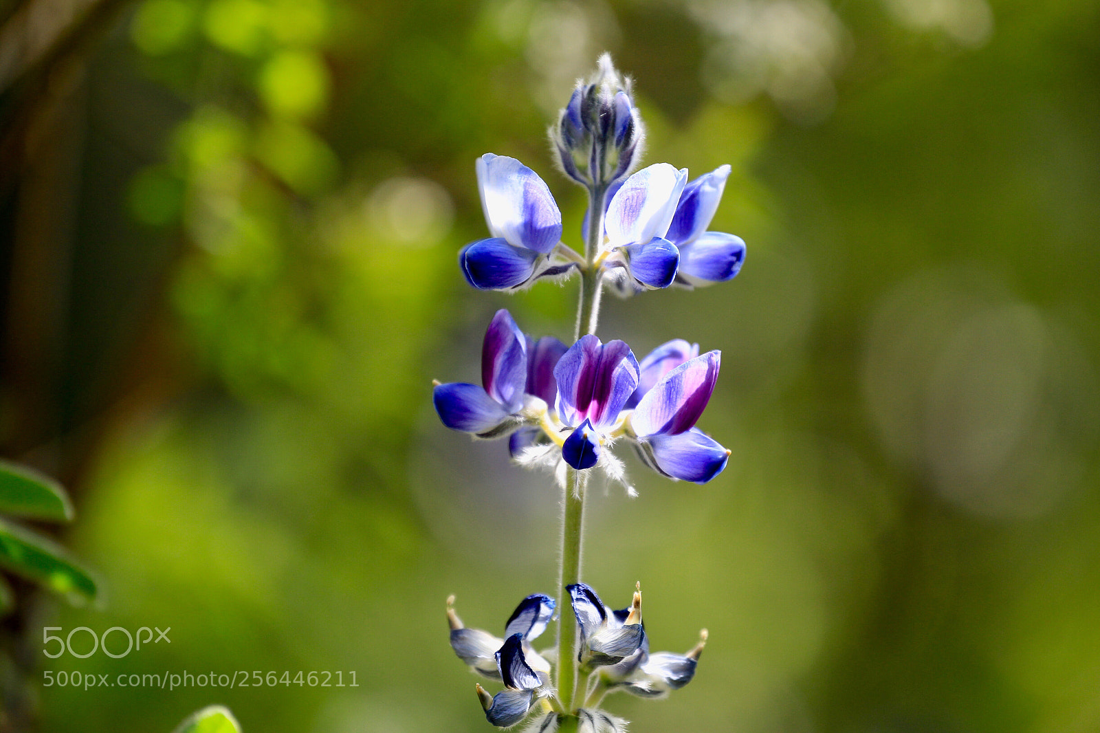 Canon EOS-1D Mark IV sample photo. Untitled photography