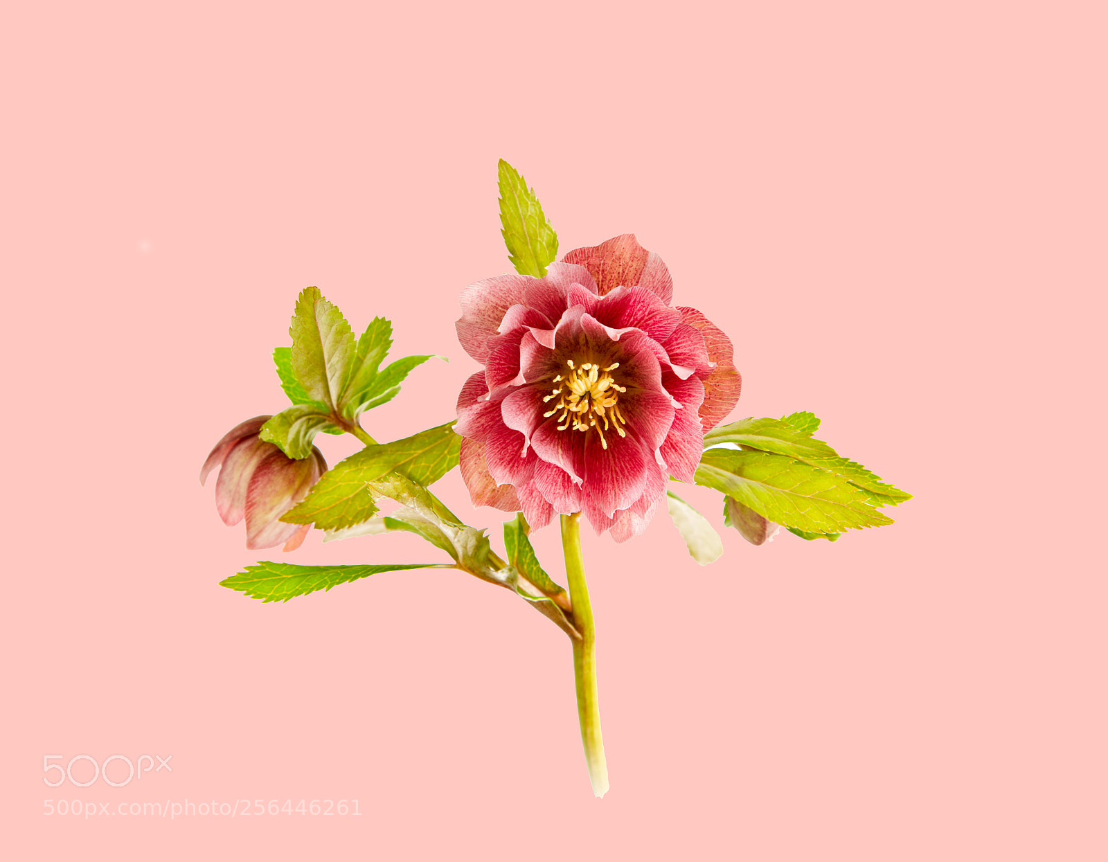 Canon EOS 6D sample photo. Hellebore on pink photography