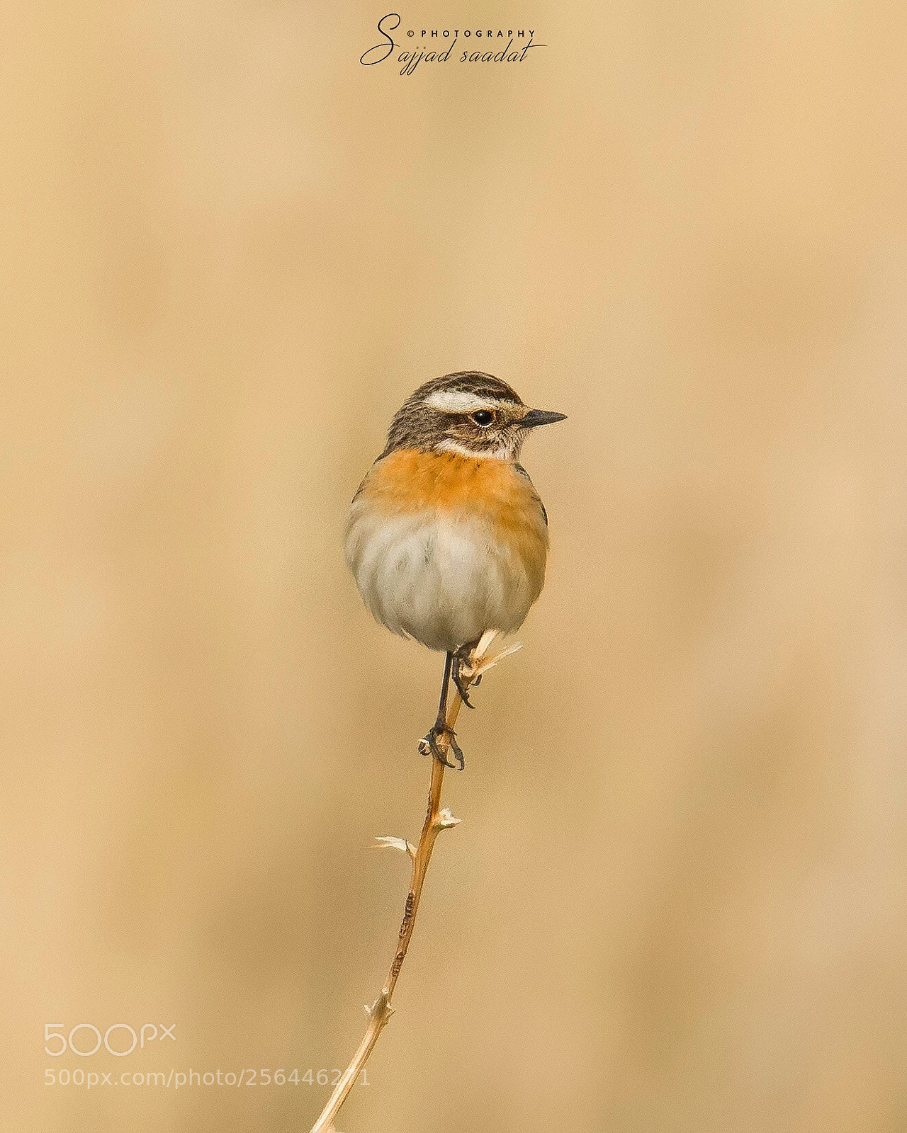 Nikon D7100 sample photo. Whinchat  photography