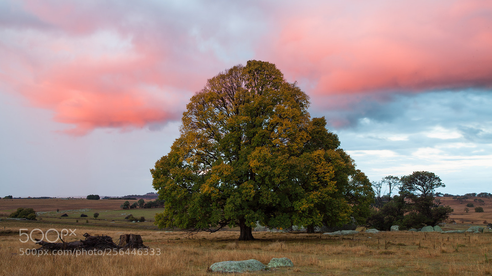 Canon EOS 5D Mark II sample photo. Old oak sunset photography