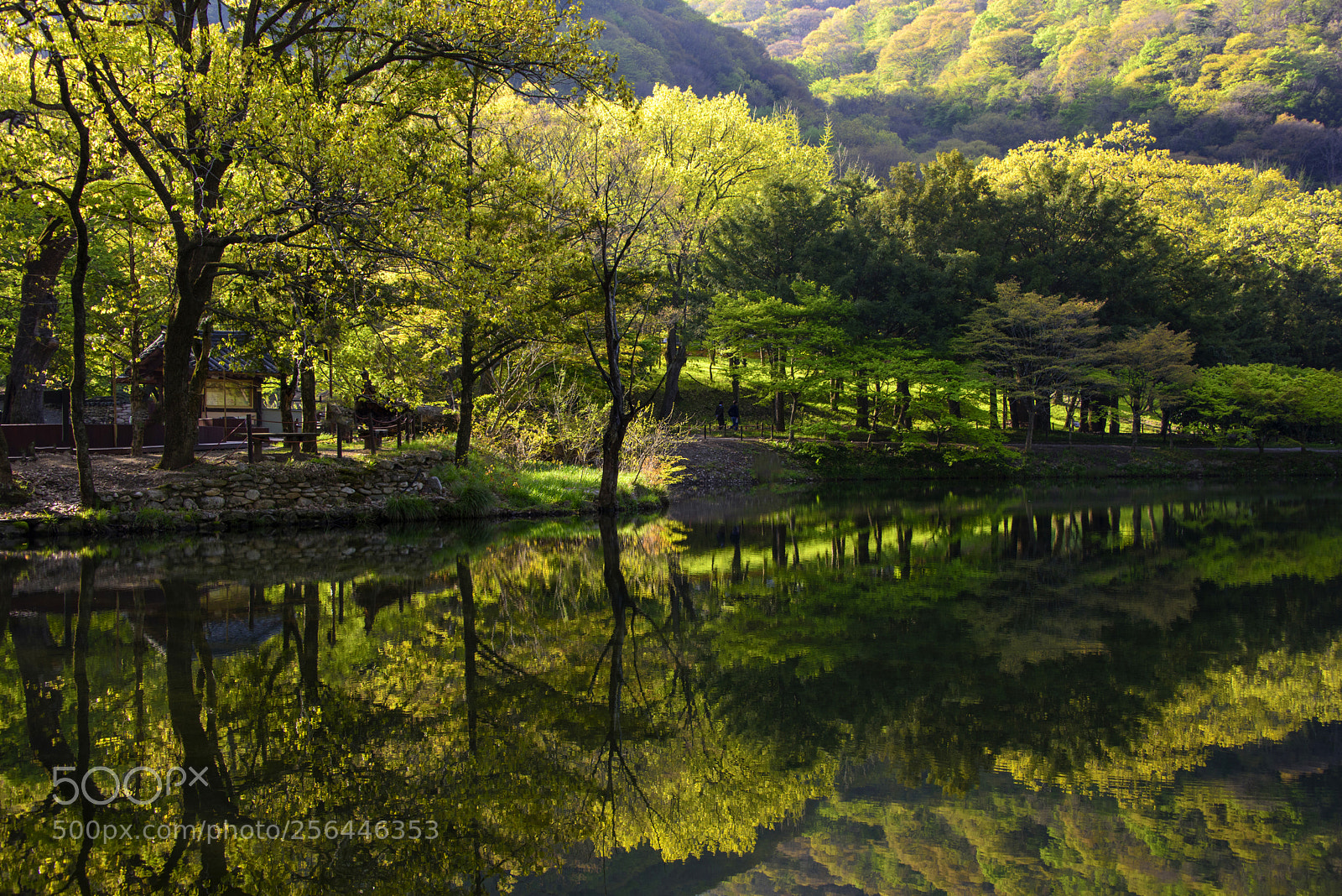 Nikon D810 sample photo. Reflection of spring photography