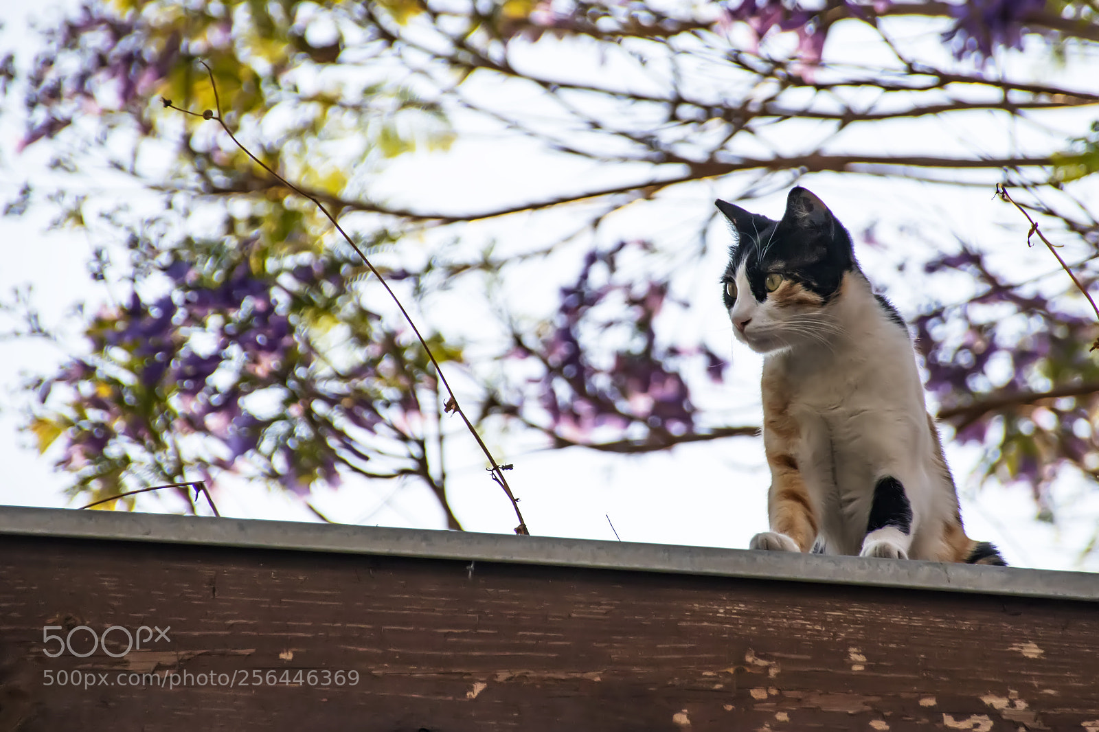 Canon EOS 80D sample photo. Multicolored cat sitting on photography