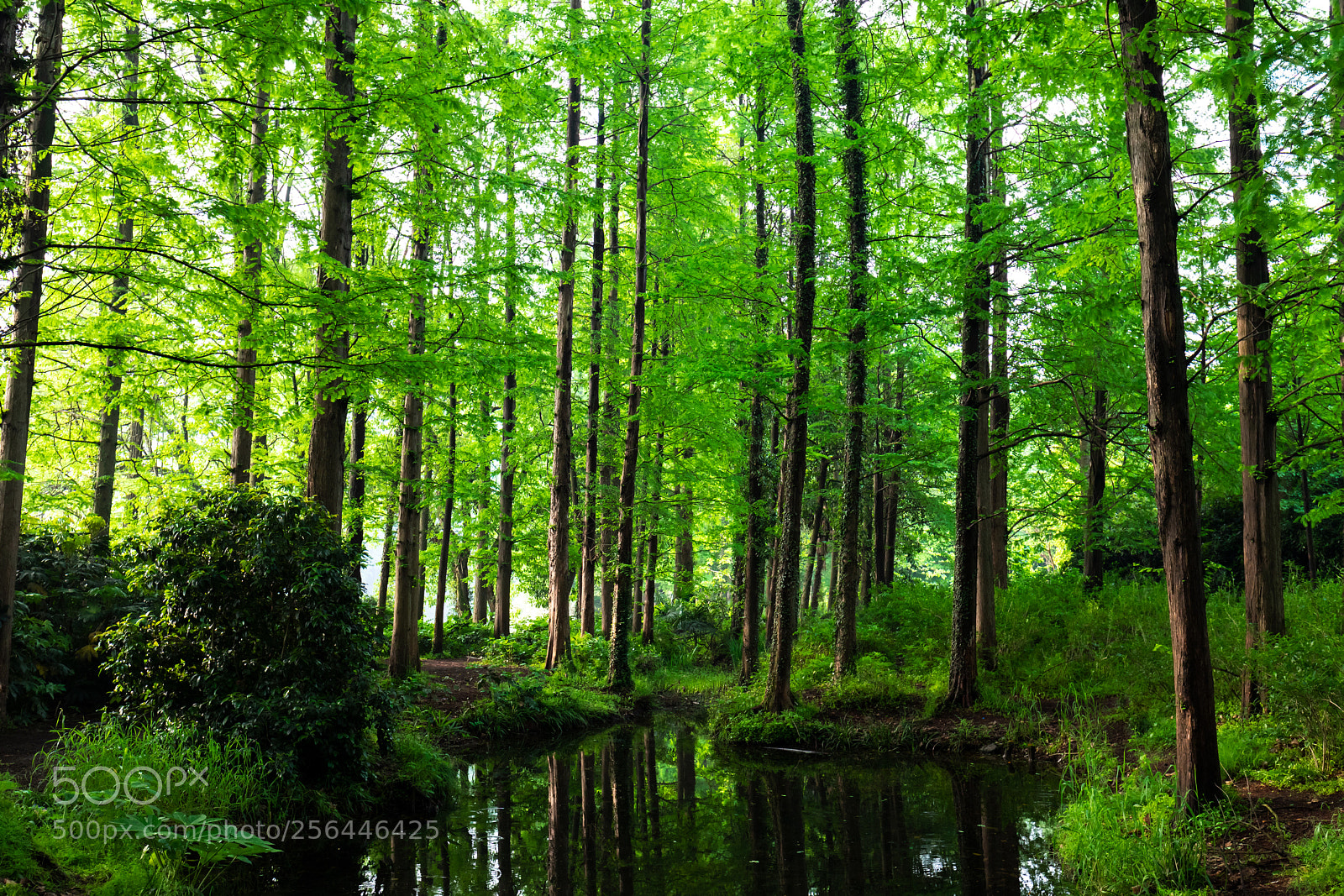 Canon EOS 5D Mark IV sample photo. Green of spring photography