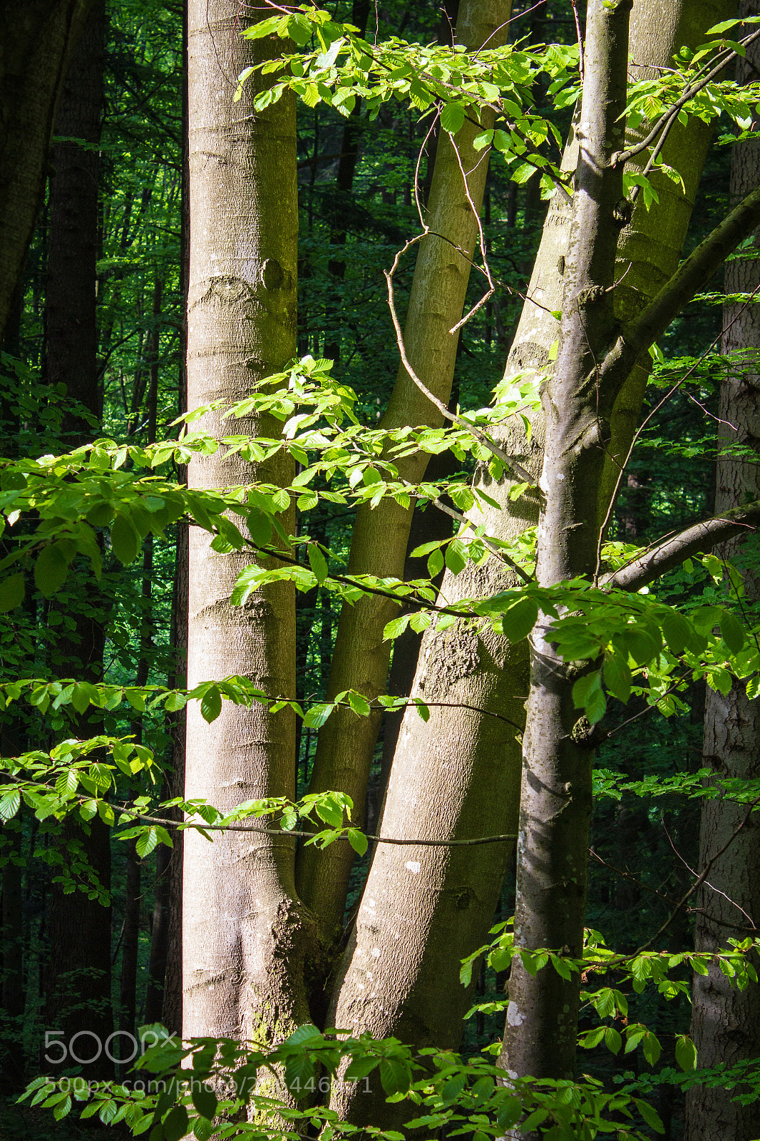Canon EOS 550D (EOS Rebel T2i / EOS Kiss X4) sample photo. Bieszczady photography