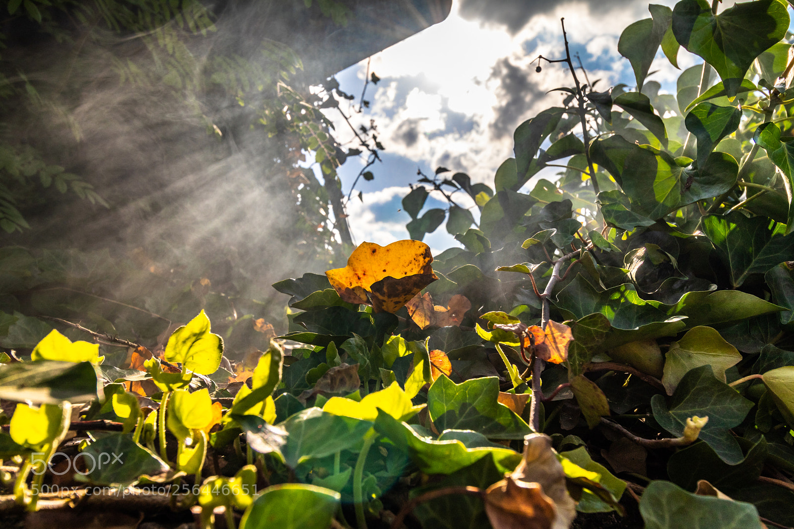 Canon EOS 80D sample photo. Smokin' ivy photography