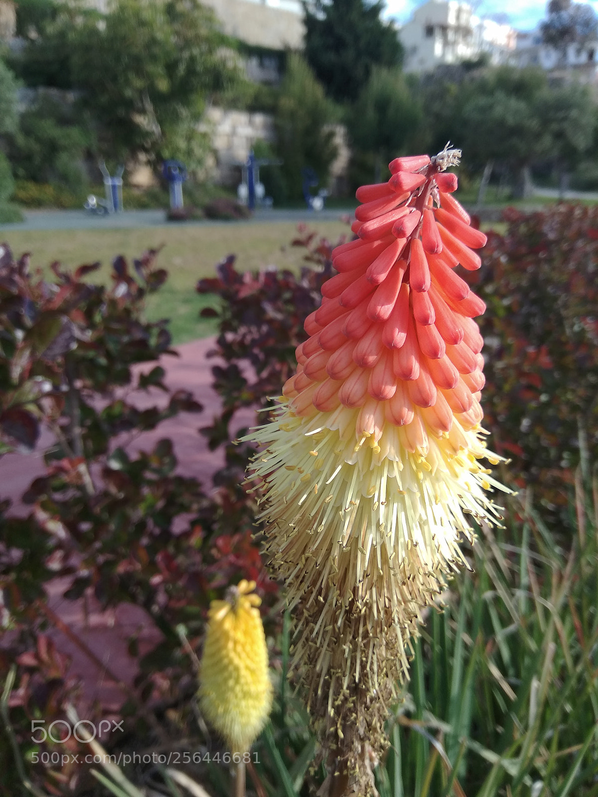 Xiaomi Redmi Note 4 sample photo. Flowers in the garden photography