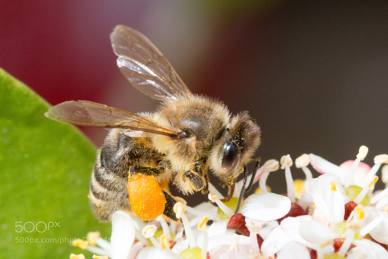 Canon EOS 70D sample photo. Macro bee photography