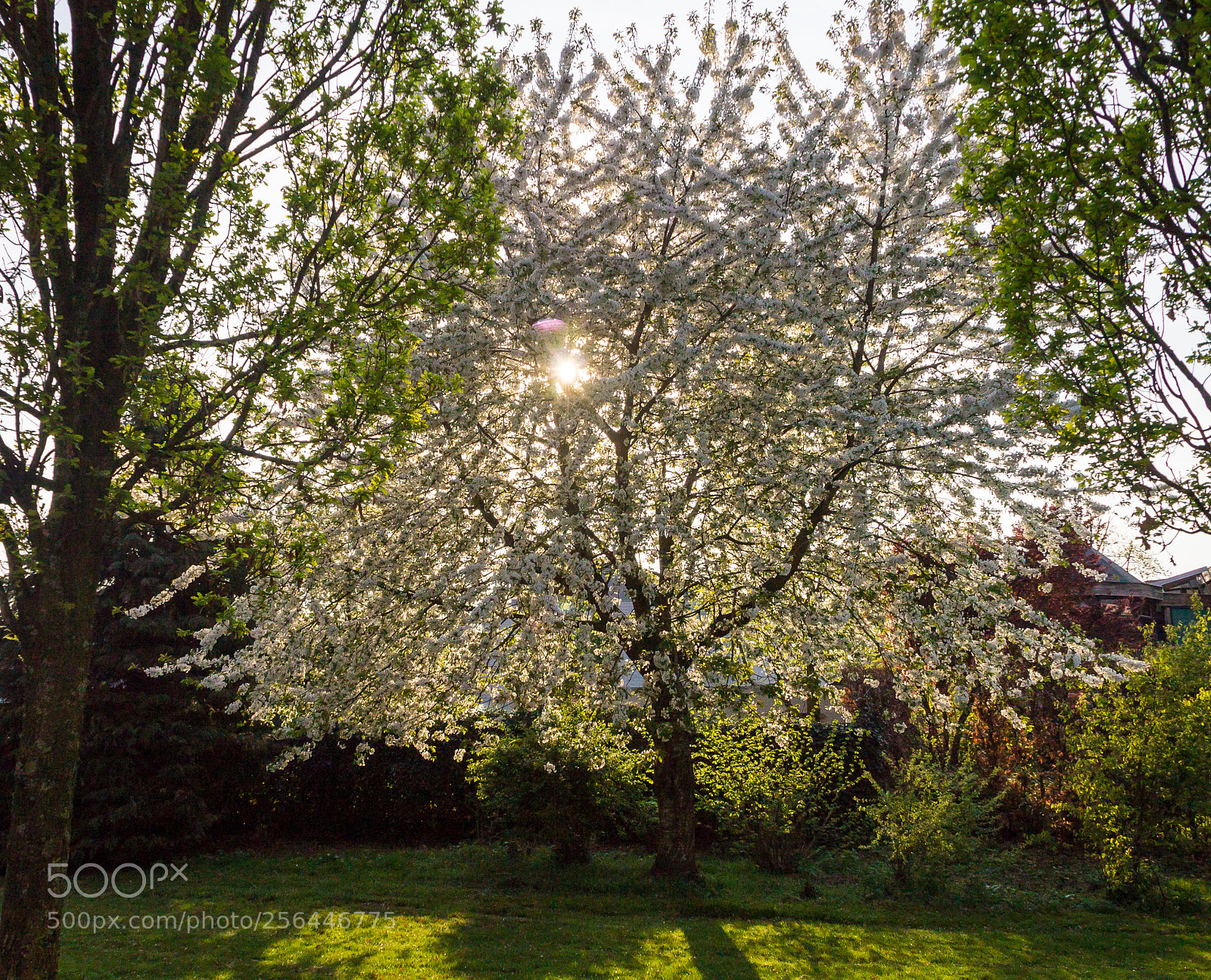 Canon EOS 1100D (EOS Rebel T3 / EOS Kiss X50) sample photo. Blossom tree in the photography