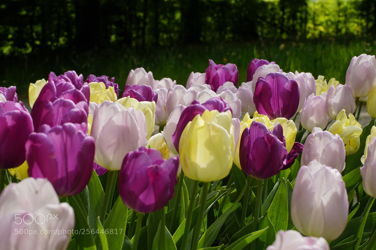 Sony ILCA-77M2 sample photo. Untitled photography