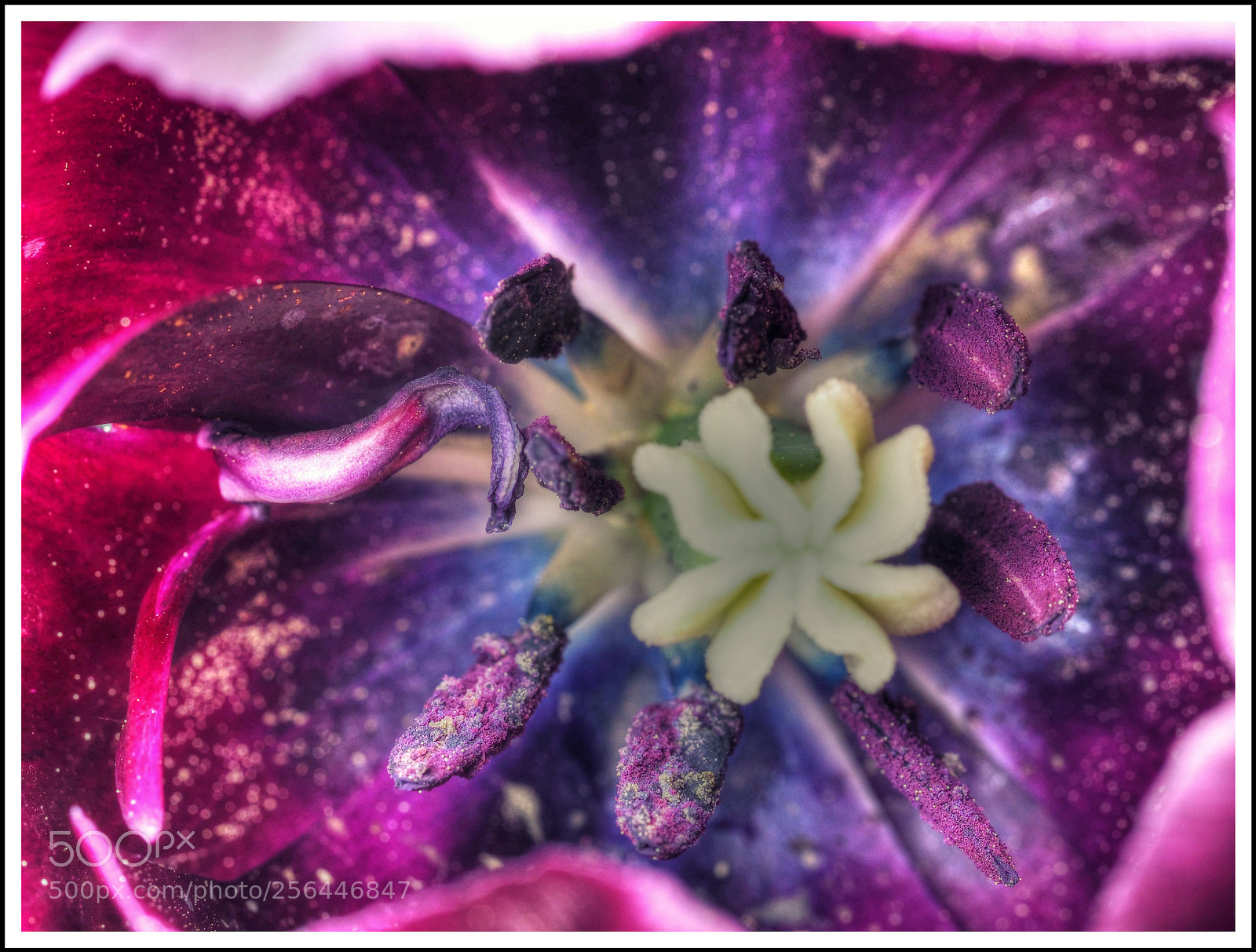 Olympus OM-D E-M1 Mark II sample photo. Innenleben einer tulpe photography