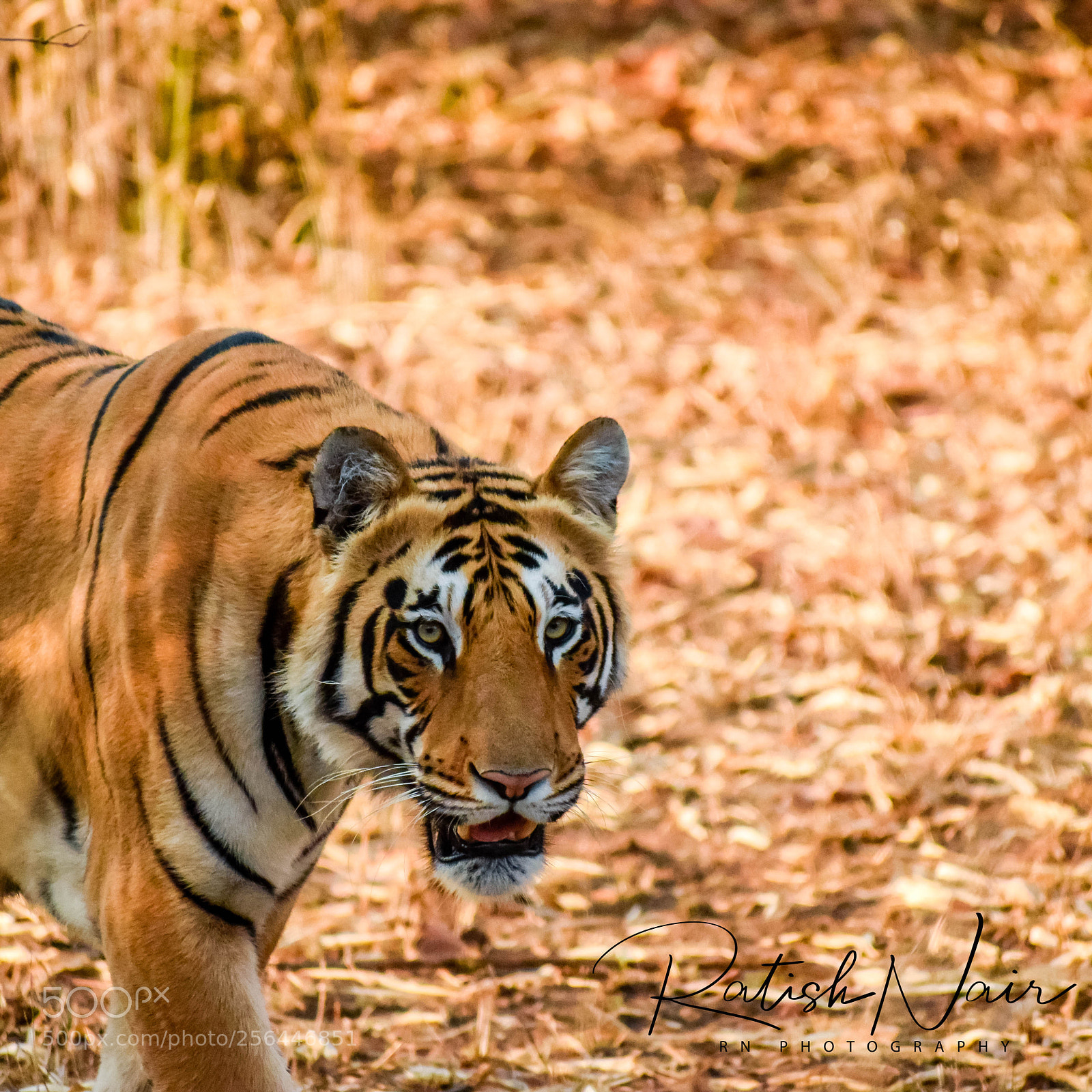 Nikon D5300 sample photo. Tigers @ tadoba national park photography