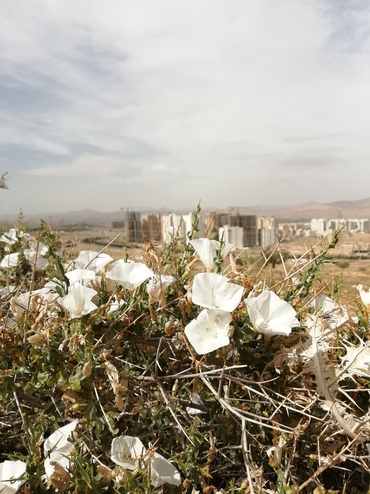 HUAWEI P SMART sample photo. Shiraz from derak hill photography