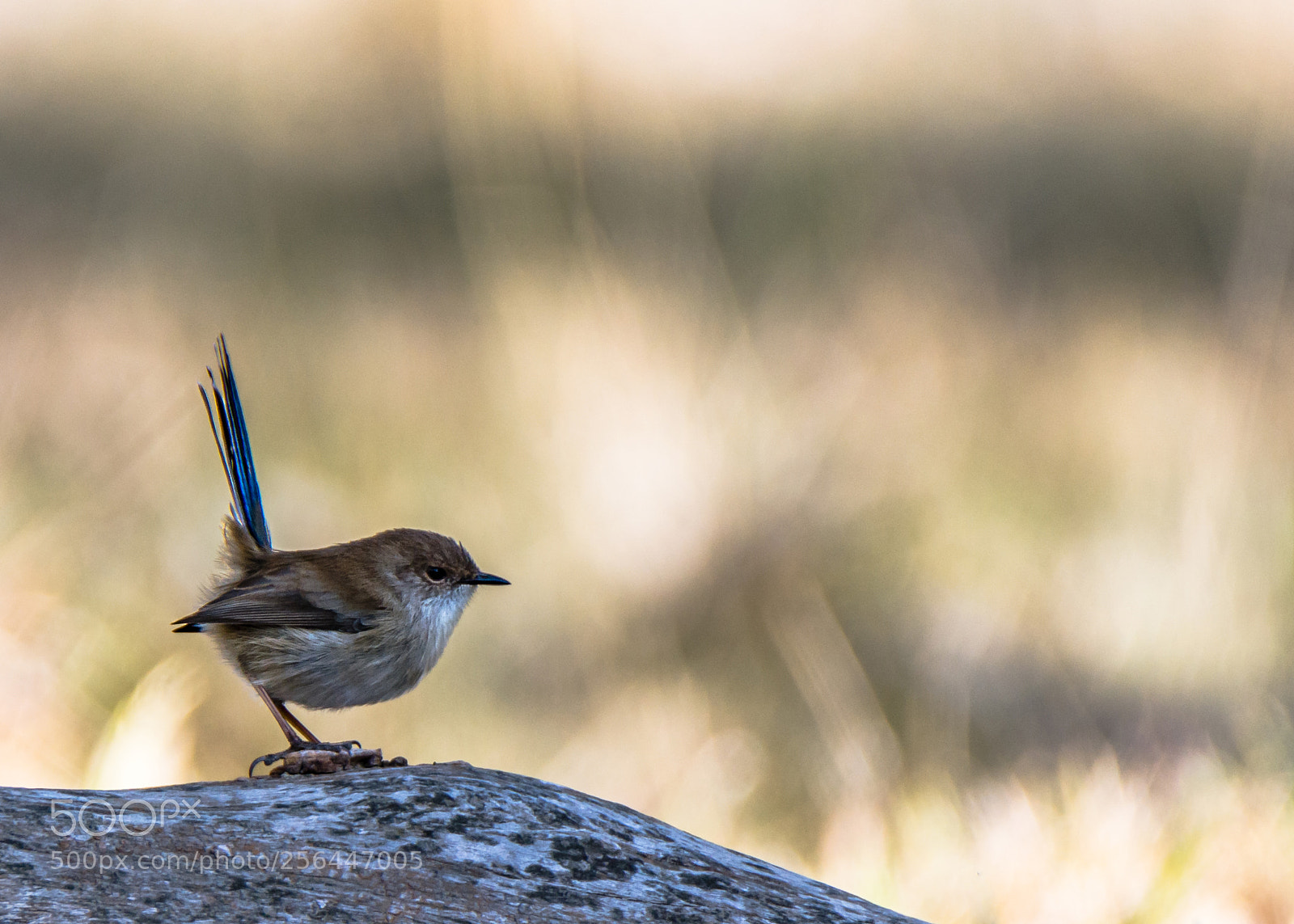 Nikon D7200 sample photo. Nature's tiny treasures ii photography