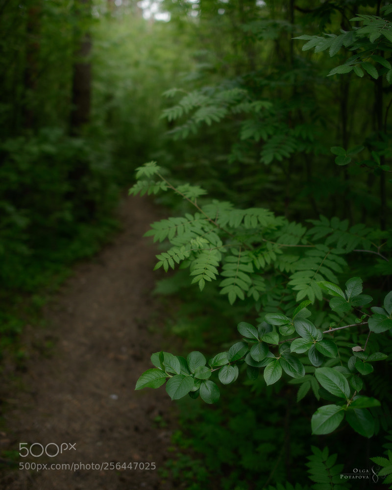 Nikon D800 sample photo. 56°n photography
