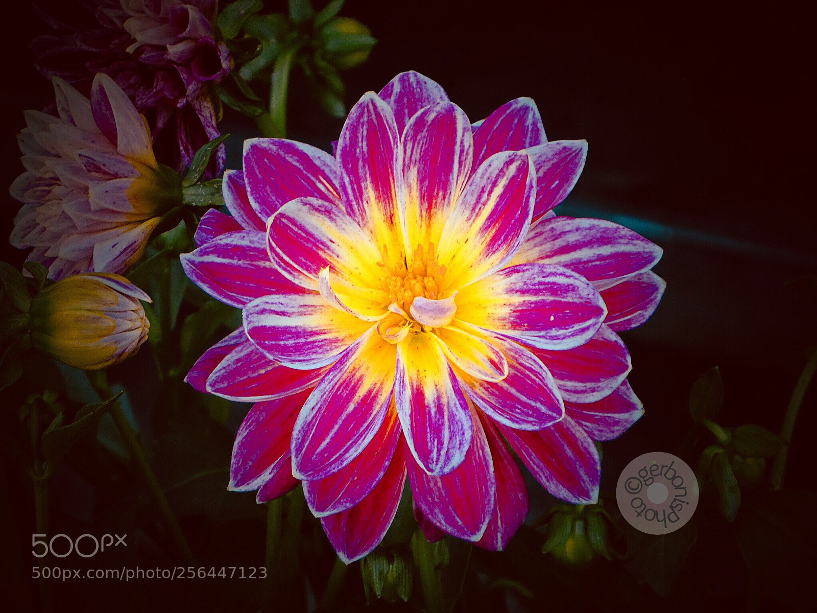Panasonic Lumix DC-ZS70 (Lumix DC-TZ90) sample photo. Dahlia  photography