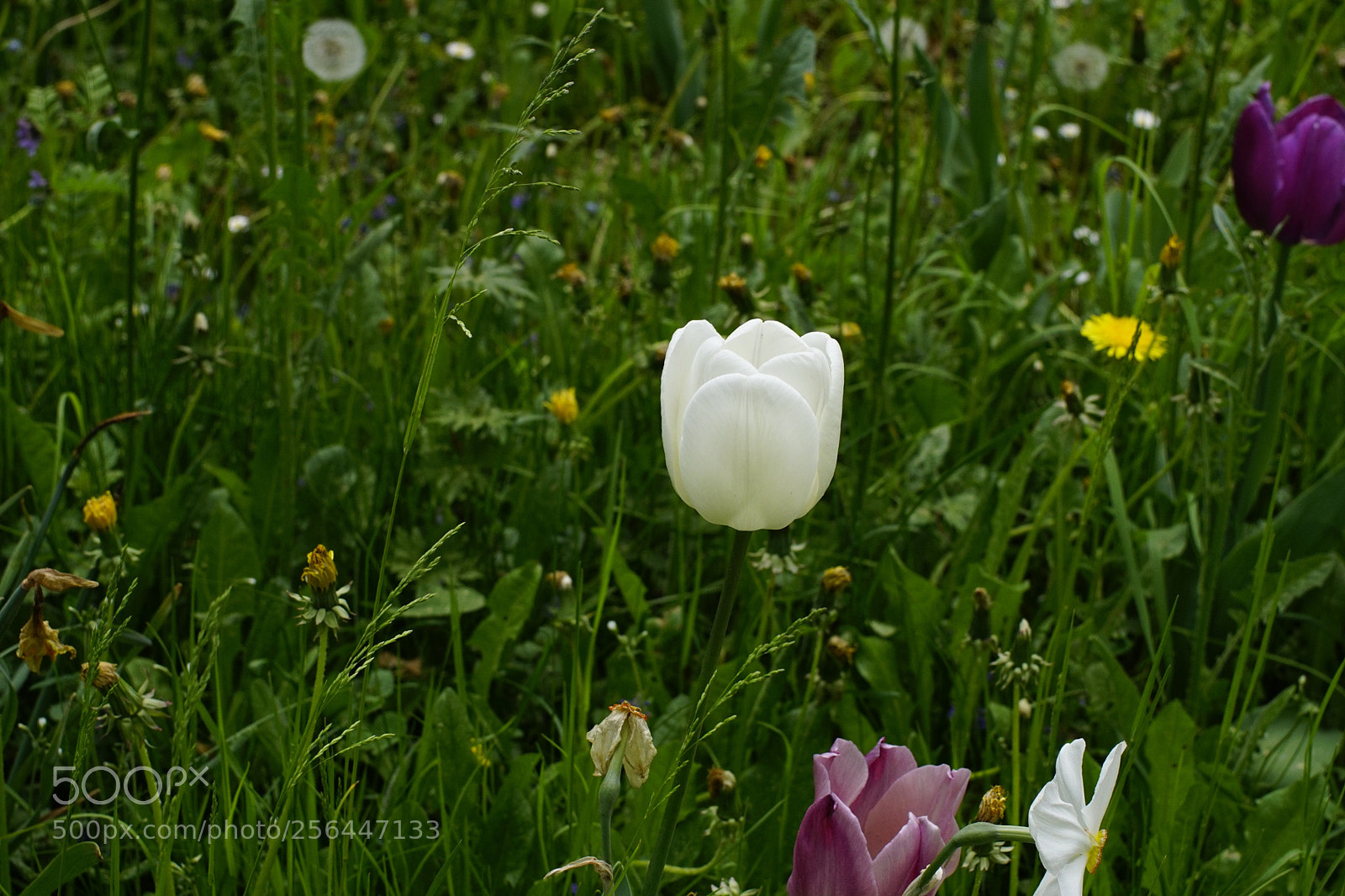 Sony ILCA-77M2 sample photo. Untitled photography