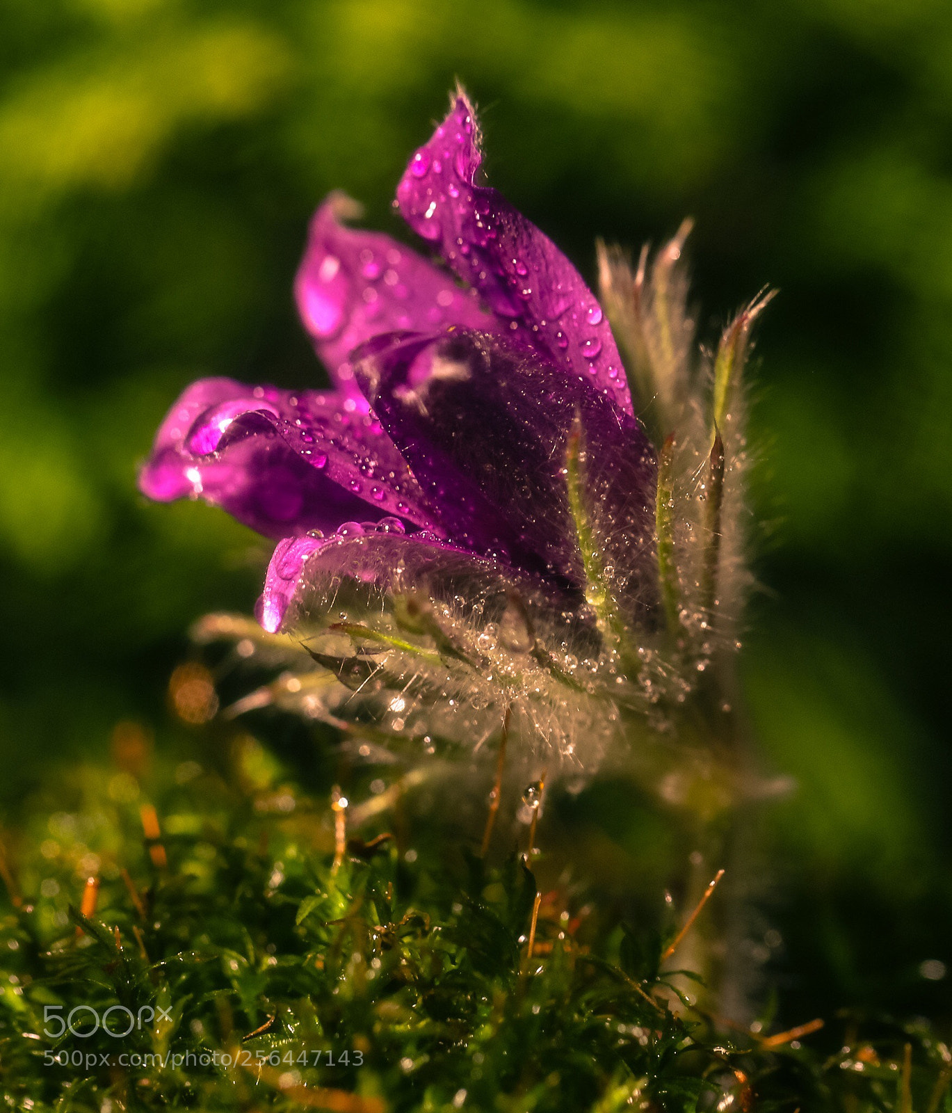 Canon EOS 6D sample photo. Pulsatilla photography