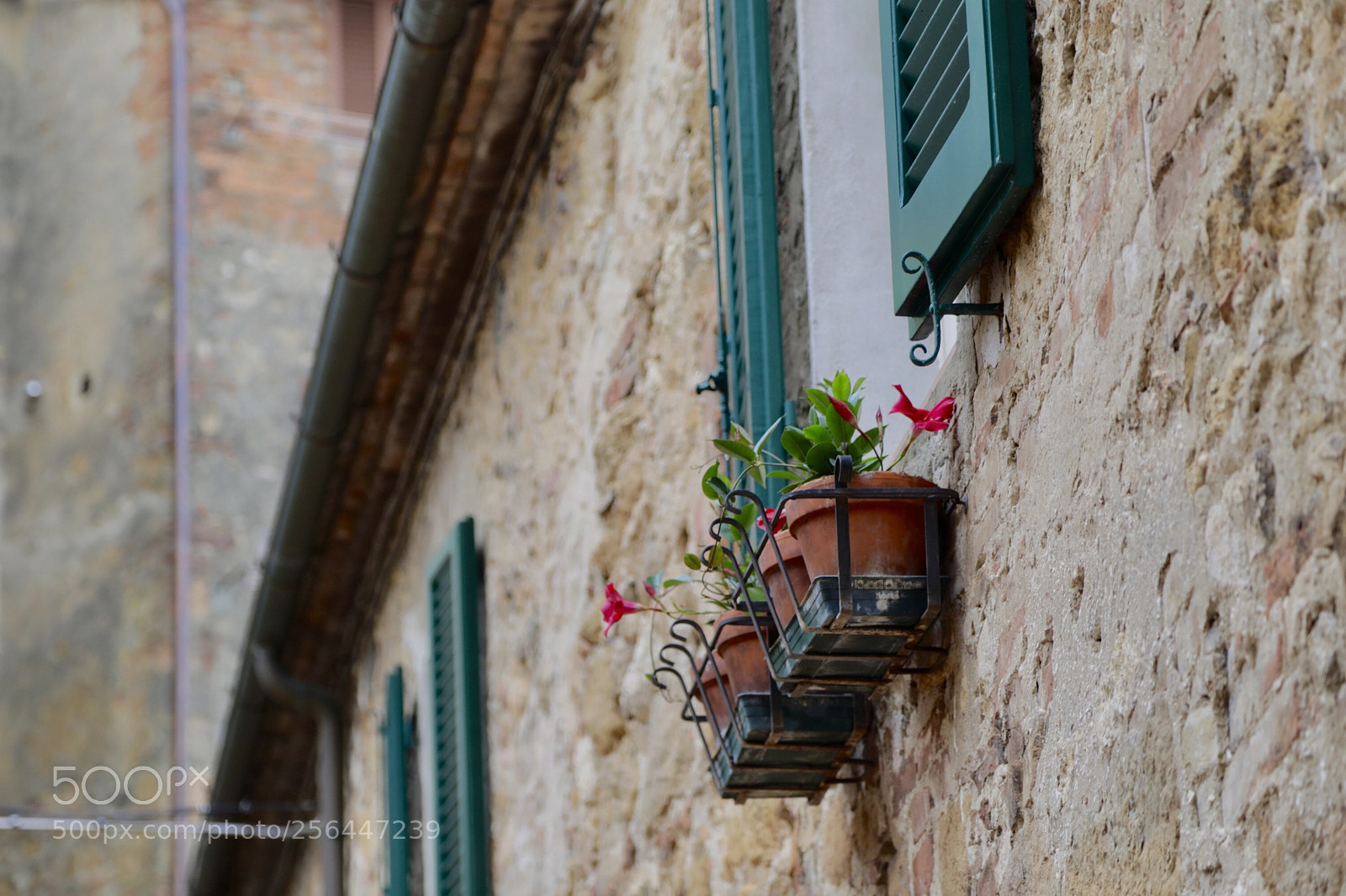Canon EOS 5D Mark IV sample photo. Window flowers photography