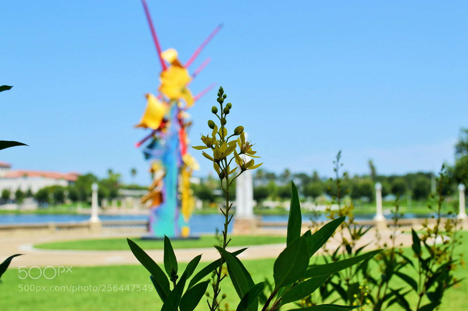 Nikon D3200 sample photo. Macro flower in downtown photography