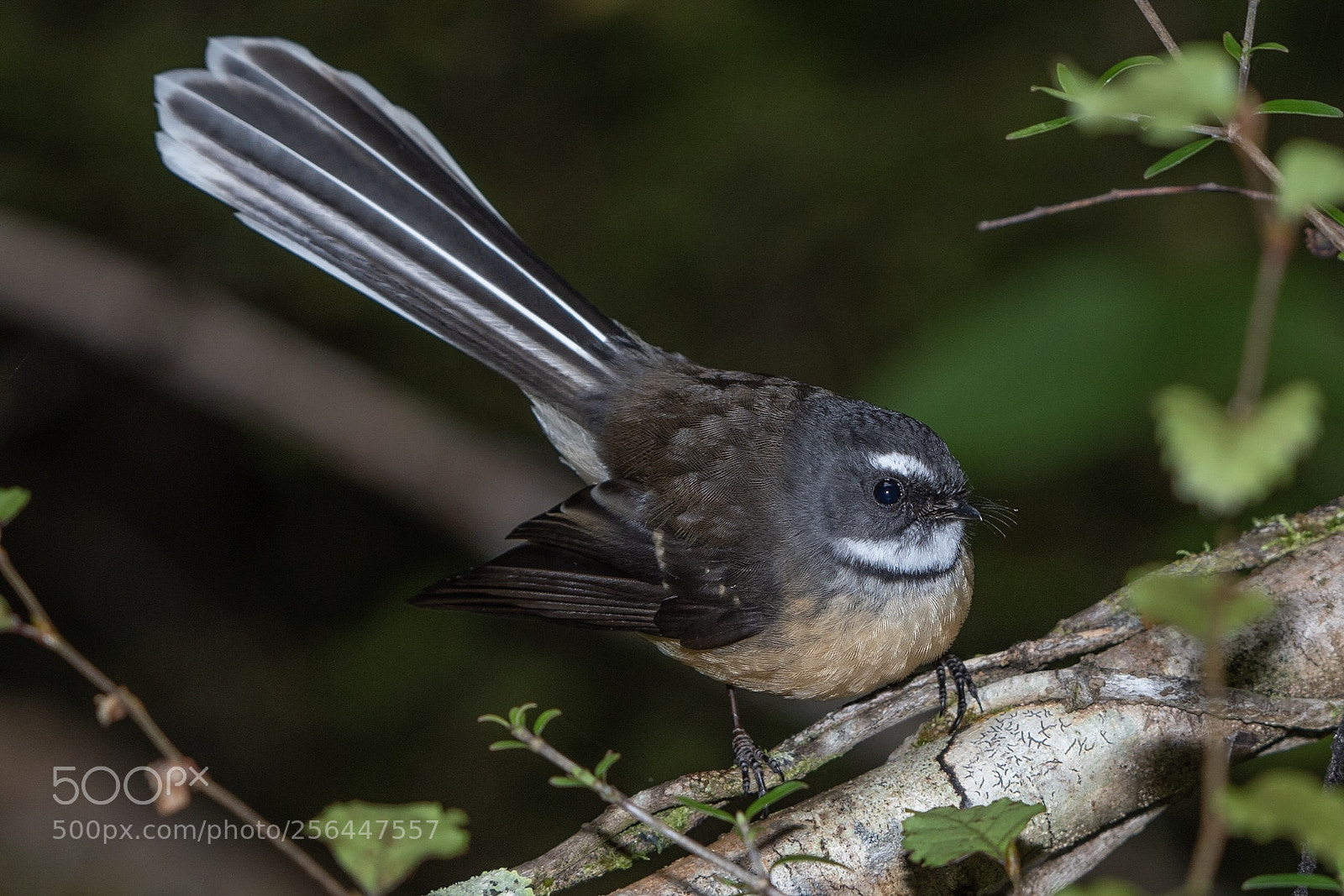 Nikon D500 sample photo. Fantail piwakawaka rhipidura fuliginosa photography