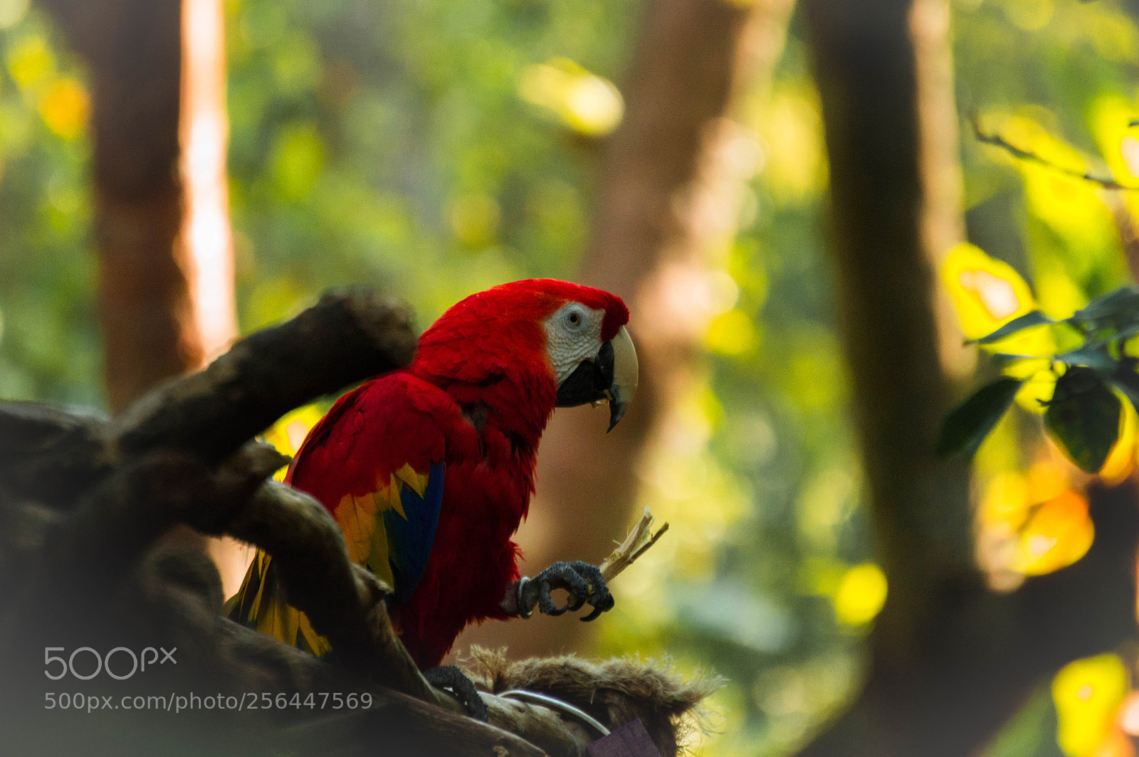 Nikon D3200 sample photo. Parrot with a stick photography