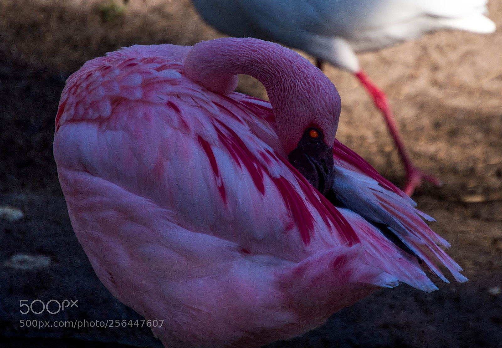 Nikon D3200 sample photo. Pink flamingo photography