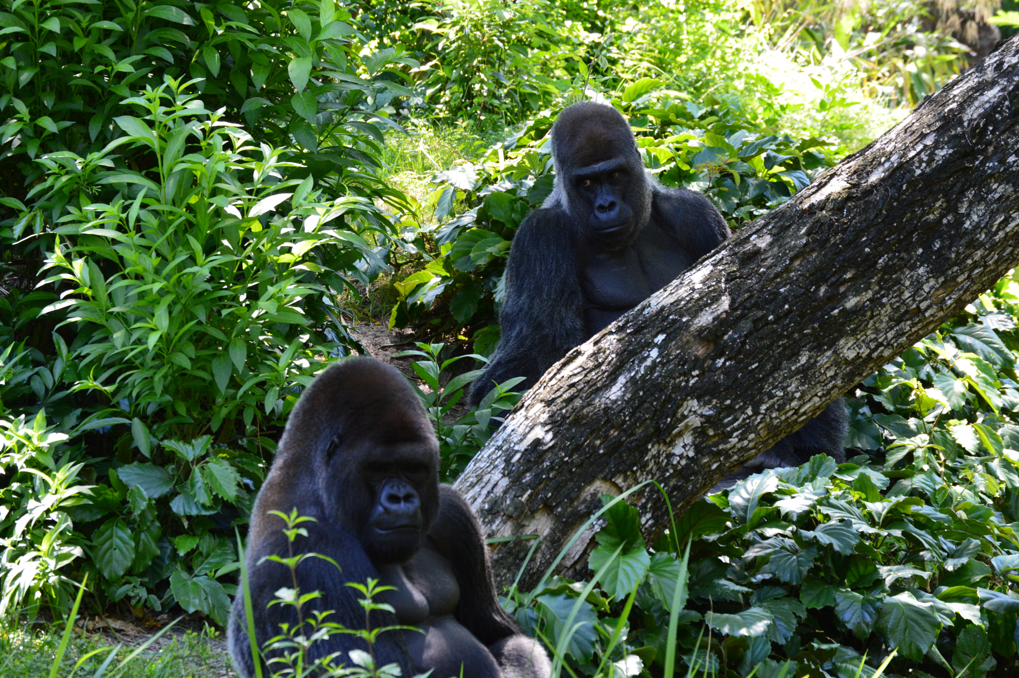 Nikon D3200 sample photo. Eyeing the other photography