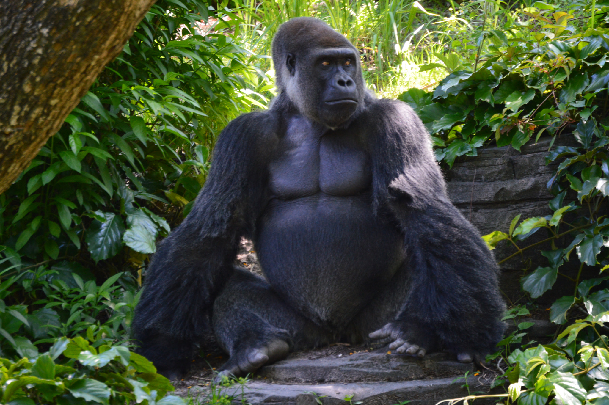 Nikon D3200 sample photo. Leader of the troop photography