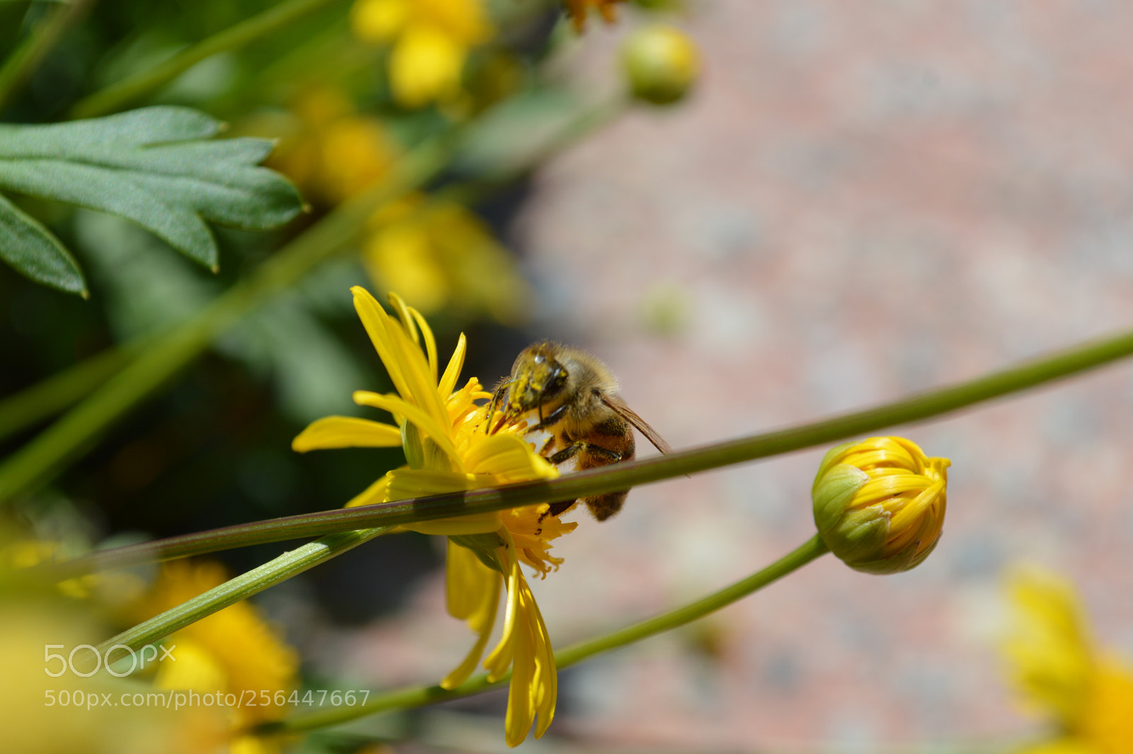 Nikon D3200 sample photo. Macro bee photography