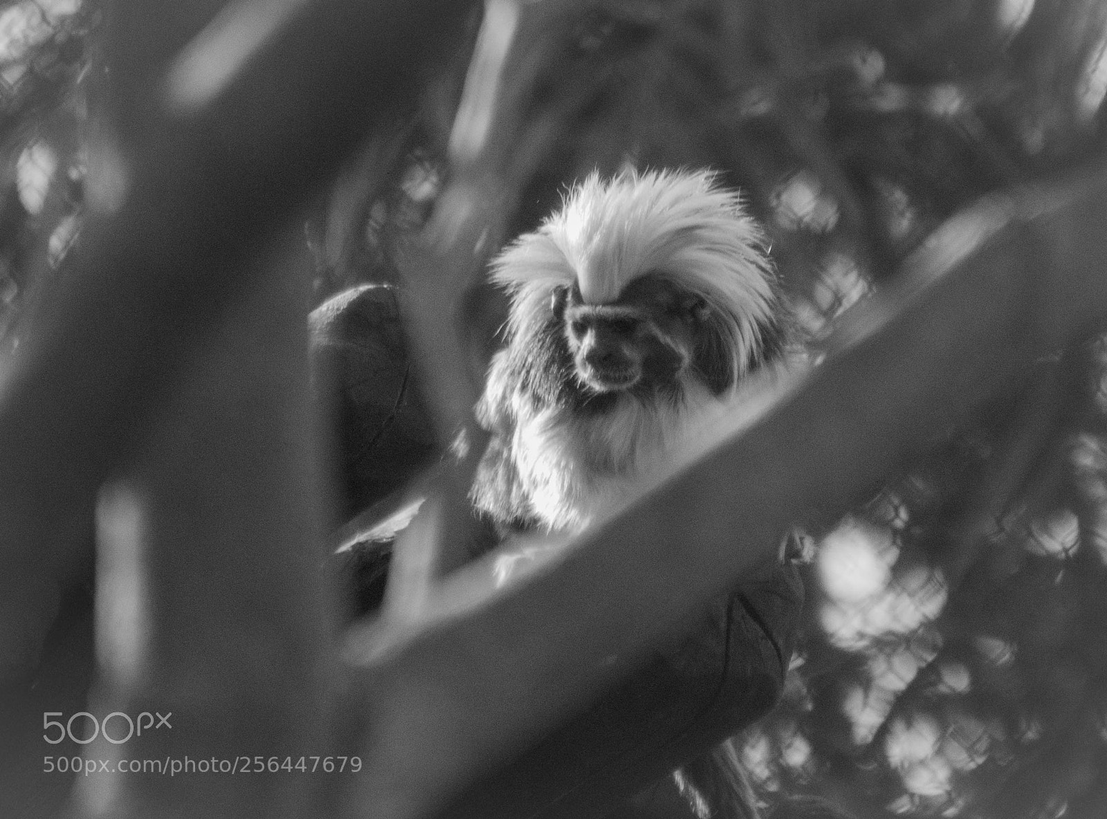 Nikon D3200 sample photo. Small monkey with framing. photography